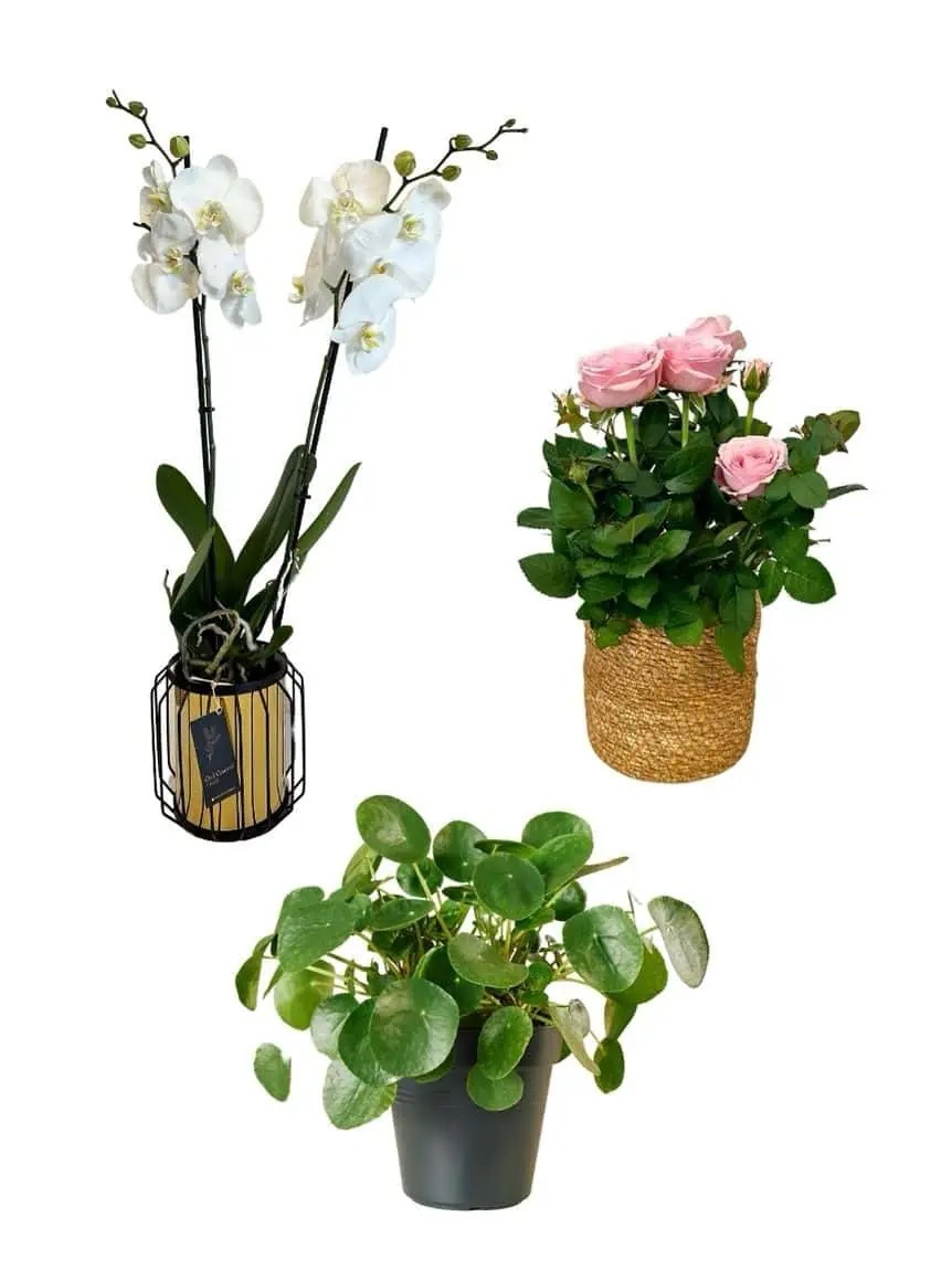 Masa Boy Set (Çift dal premium orkide 70 cm &amp; mini gül  &amp; pilea )