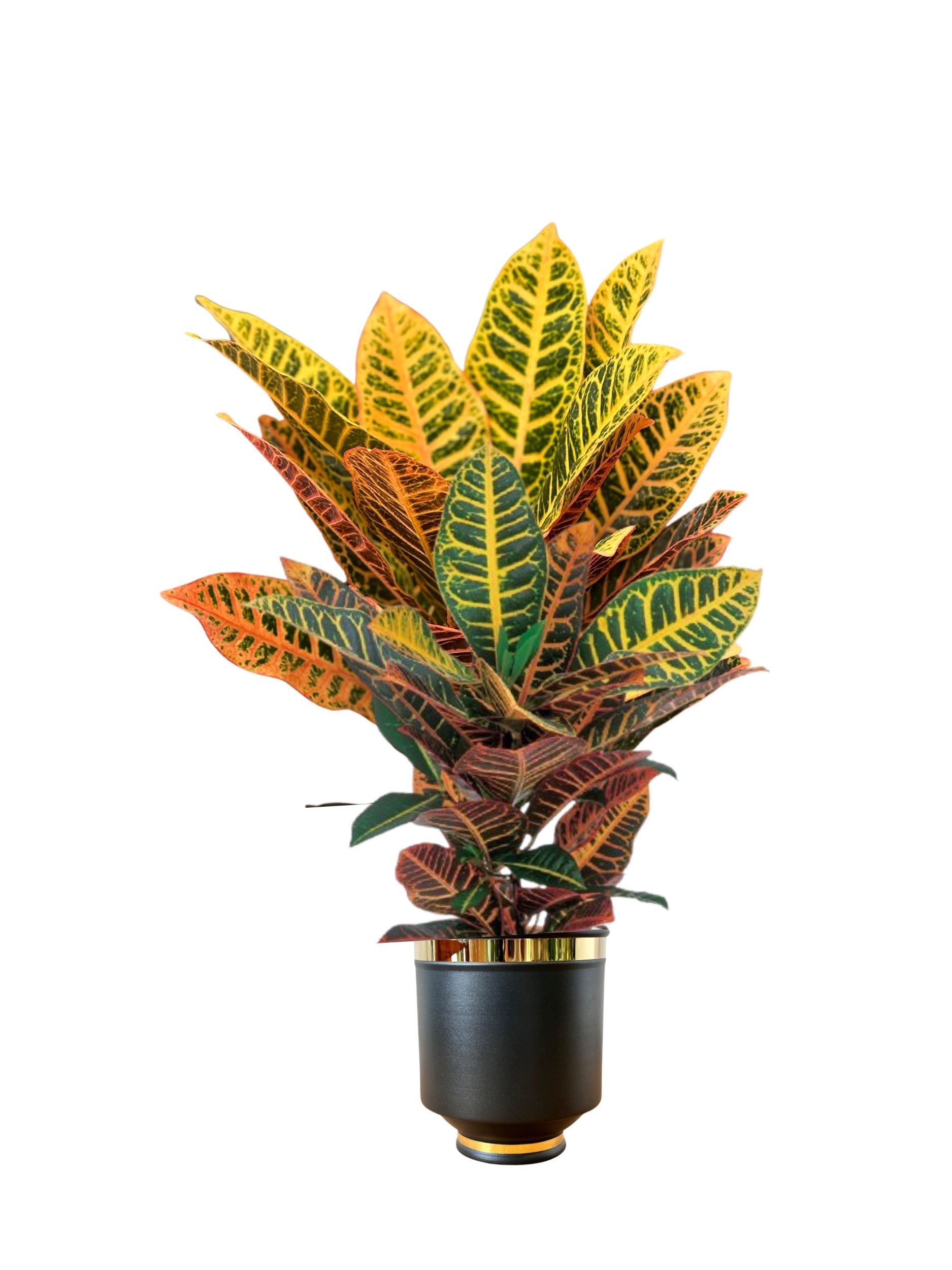 Croton Petra 70-80 cm