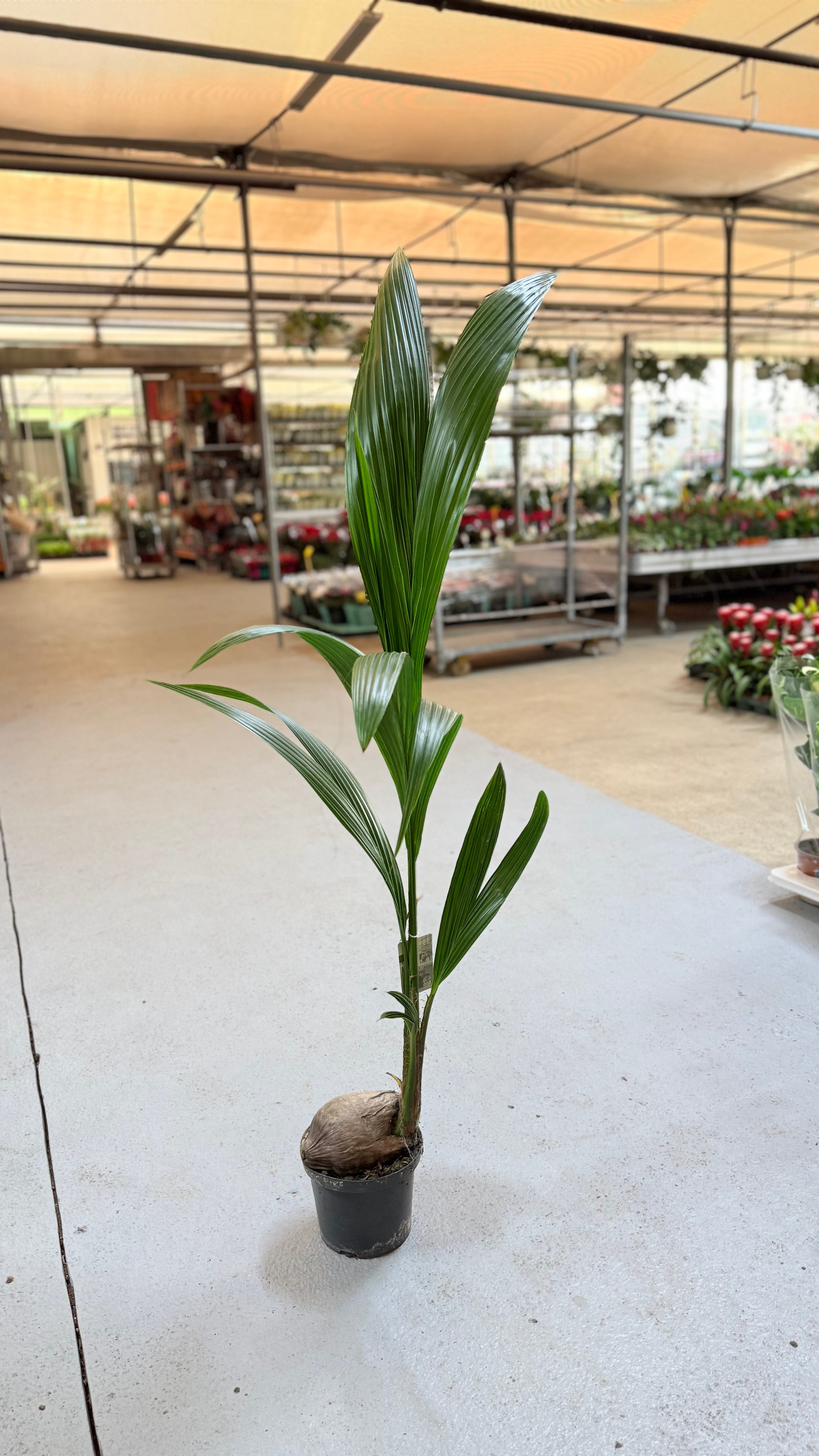 Üçlü Popüler Bitki Seti (Cocos Palm, Monstera & Pilea Peperomioides)  