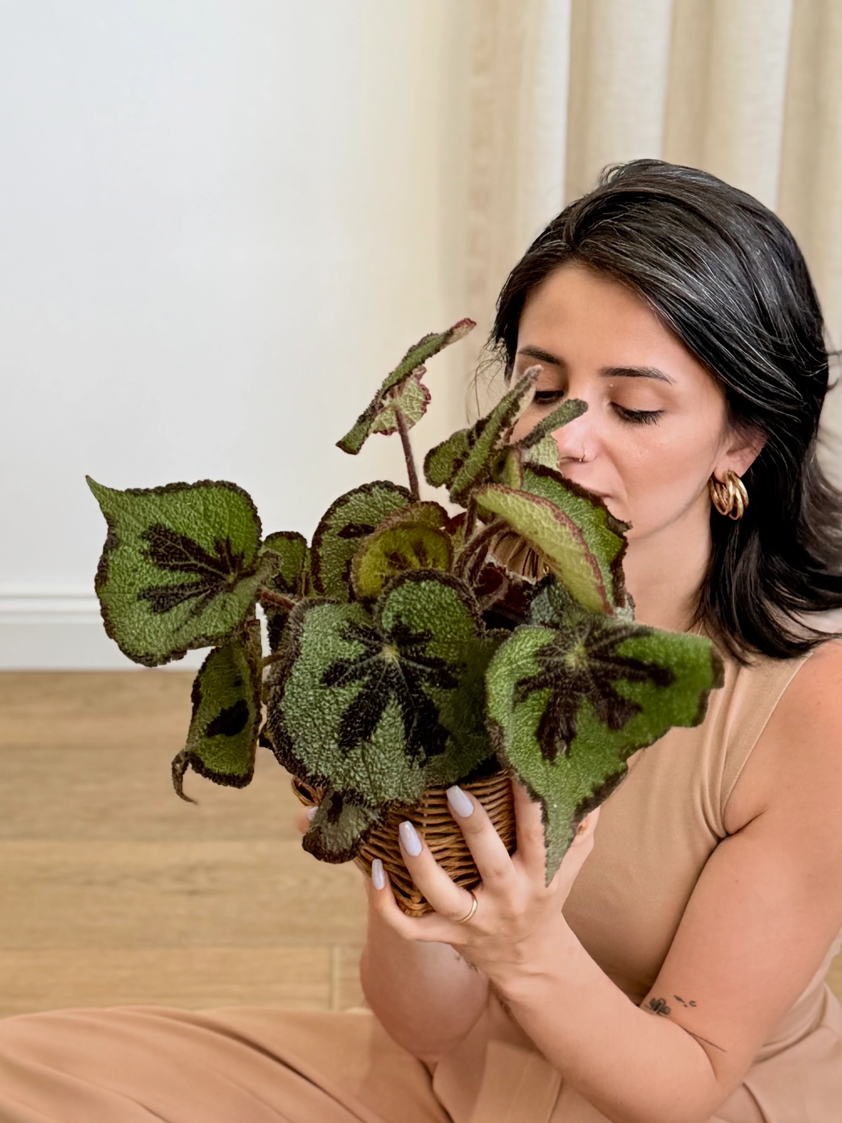 Begonia Massoniana (Nadir Tür)