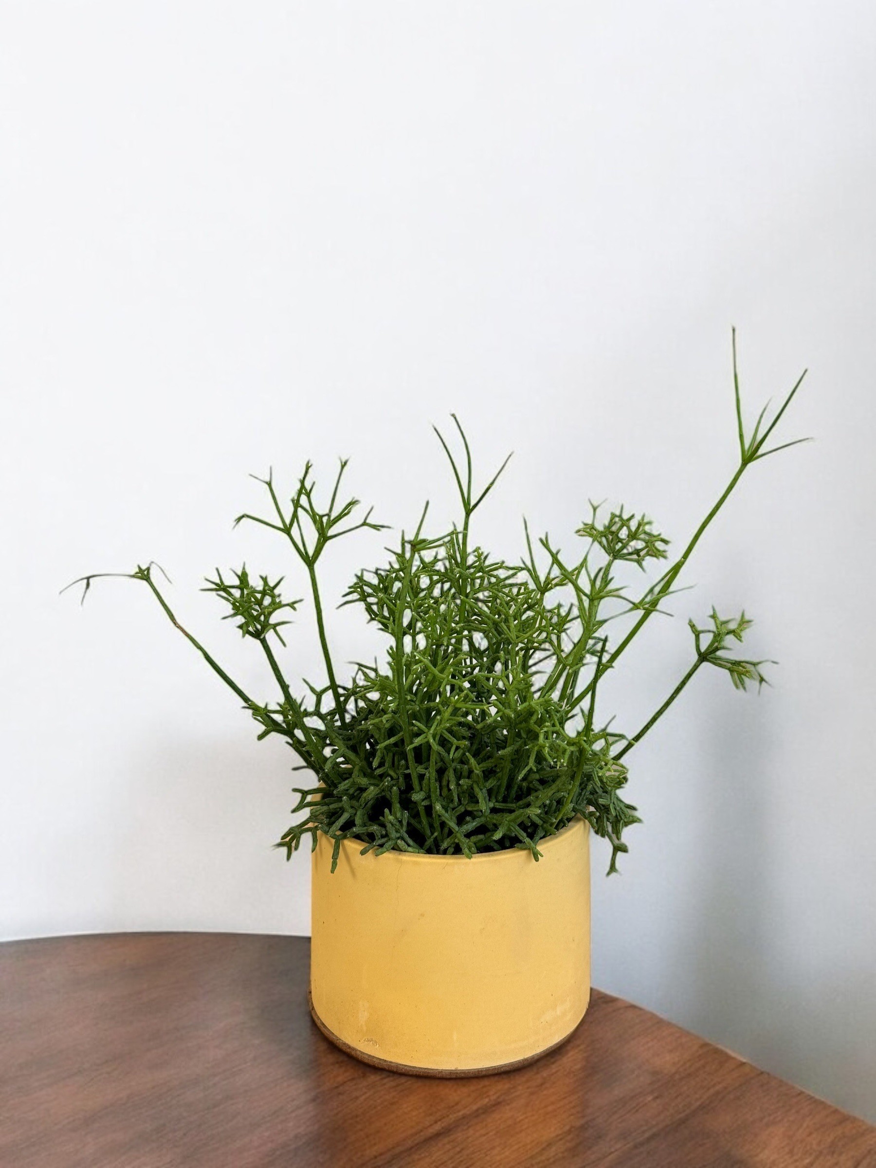 Rhipsalis Heteroclada (Renkli Beton Saksıda)
