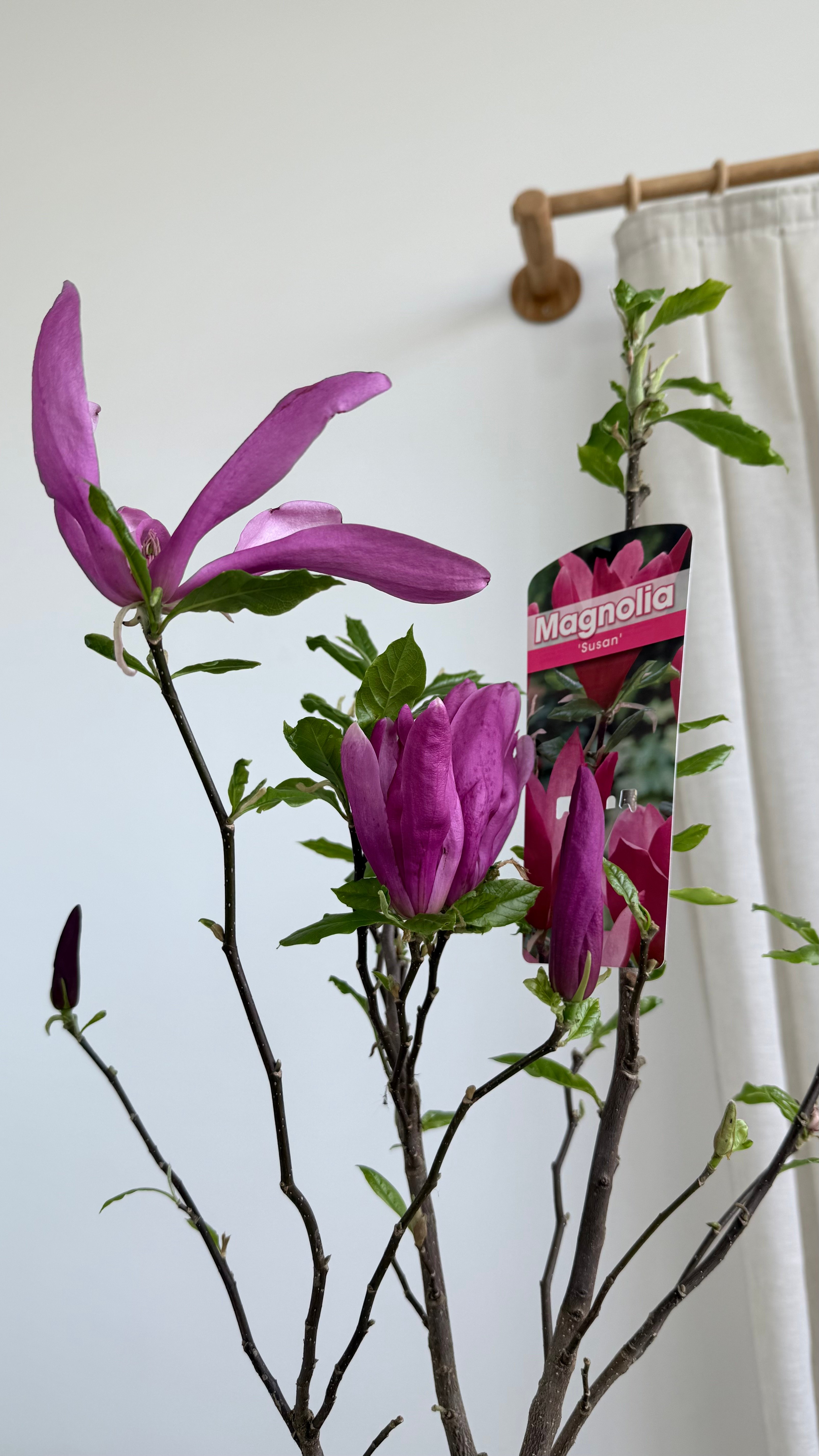 Manolya 80-90 cm/ İthal Premium (Magnolia)