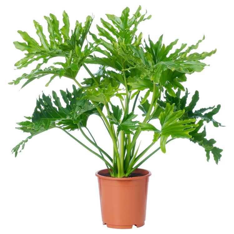 Philladendron selloum 80 cm