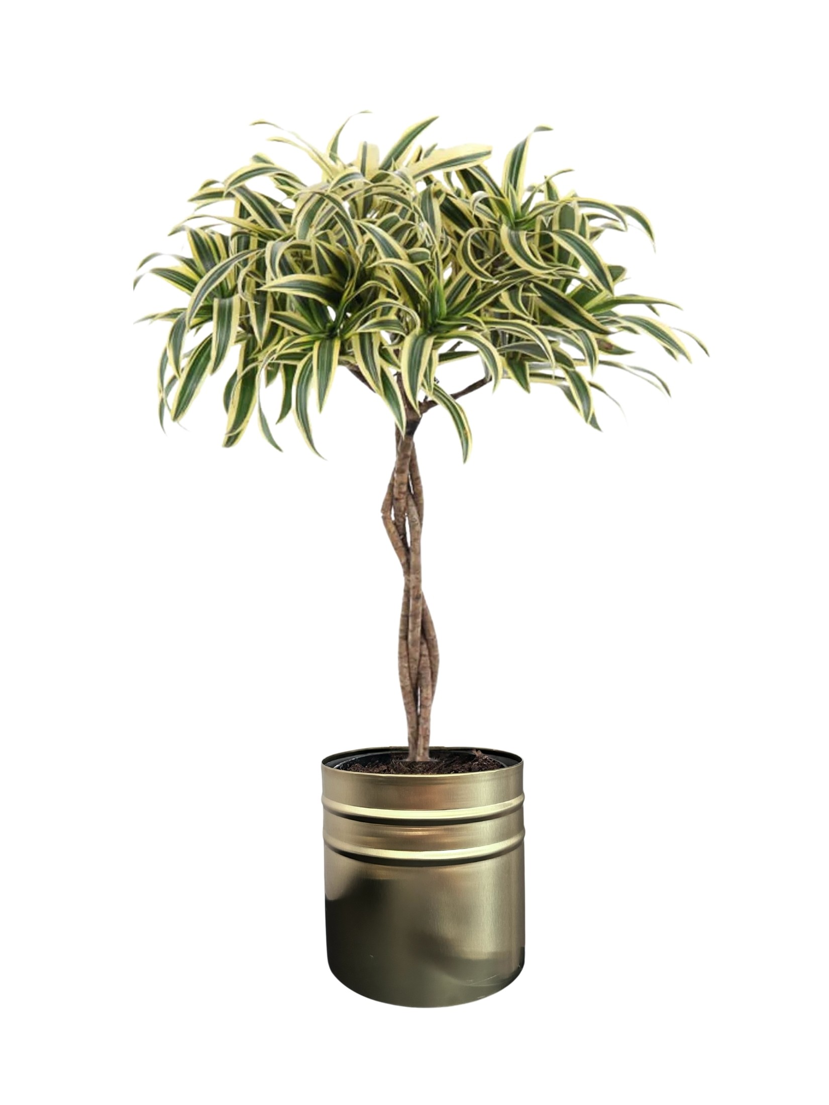 Dracena Reflexa 