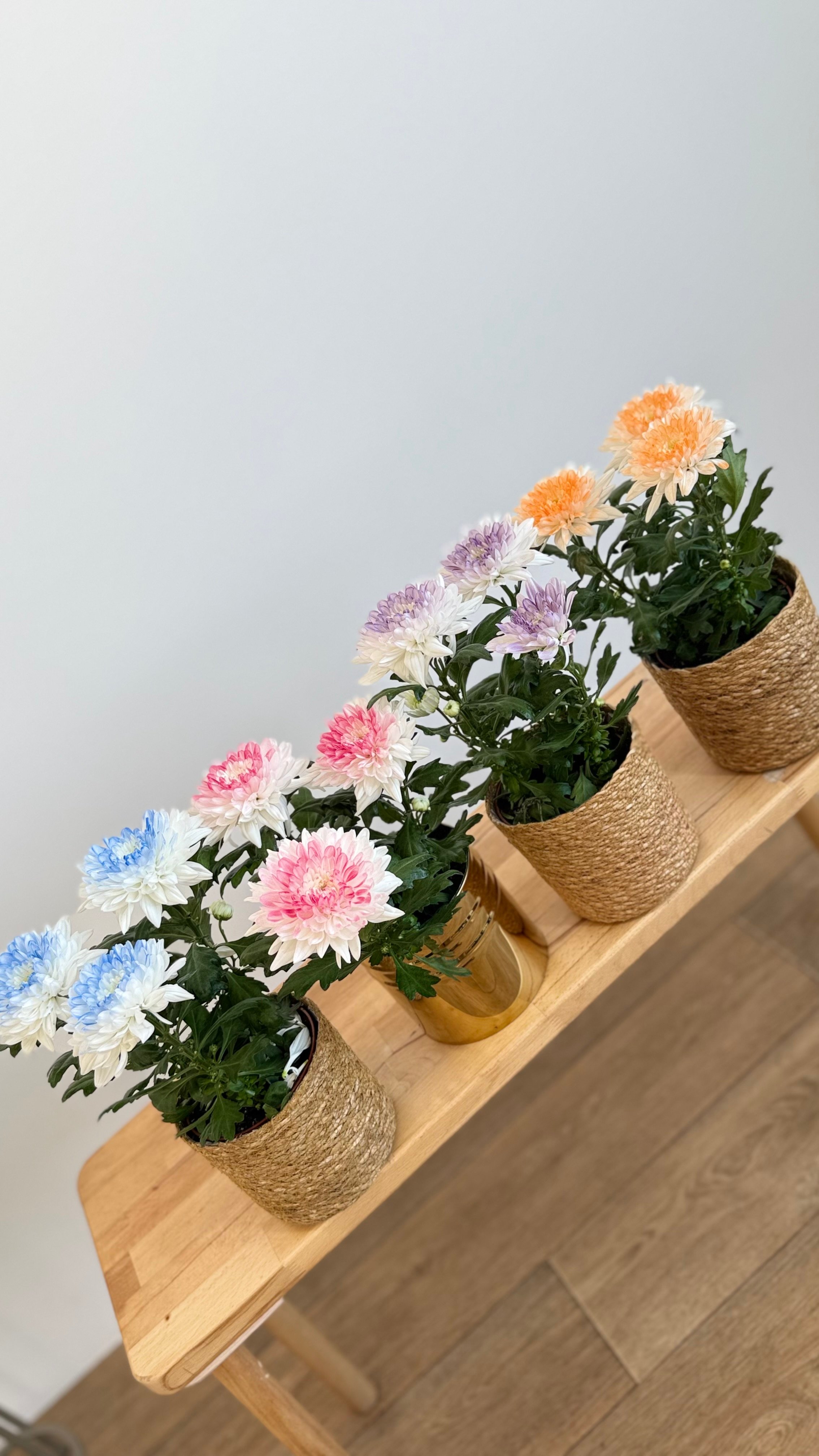 Krizantem Chrysanthemum Anastasya Mix İkili Set (Neon Renkler)