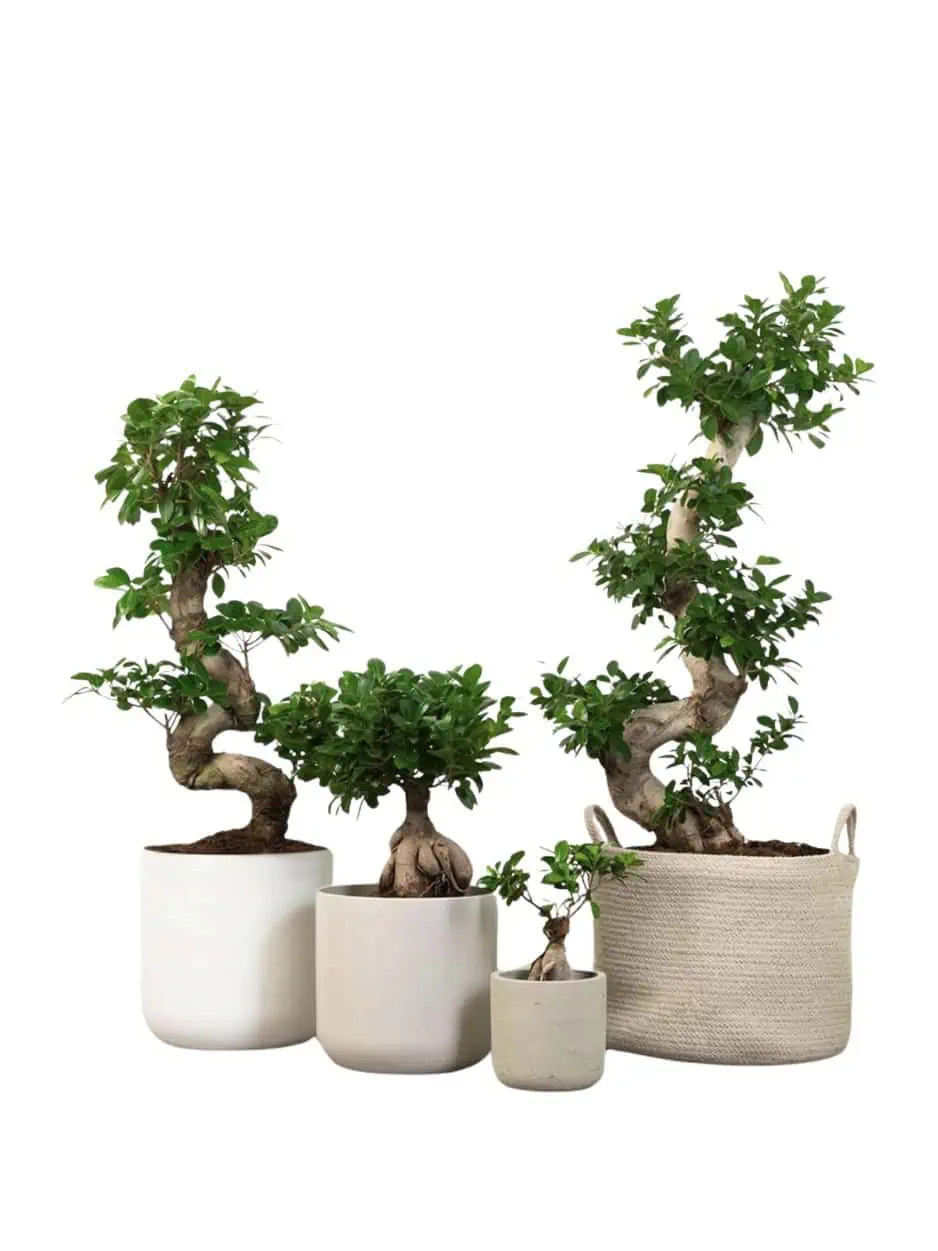 Ficus Bonsai Ginseng s Form 8090 cmFicus Bonsai BakımıFicus Bonsai Budama