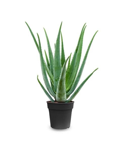 Aloe Vera Barbadensis Masa Boy