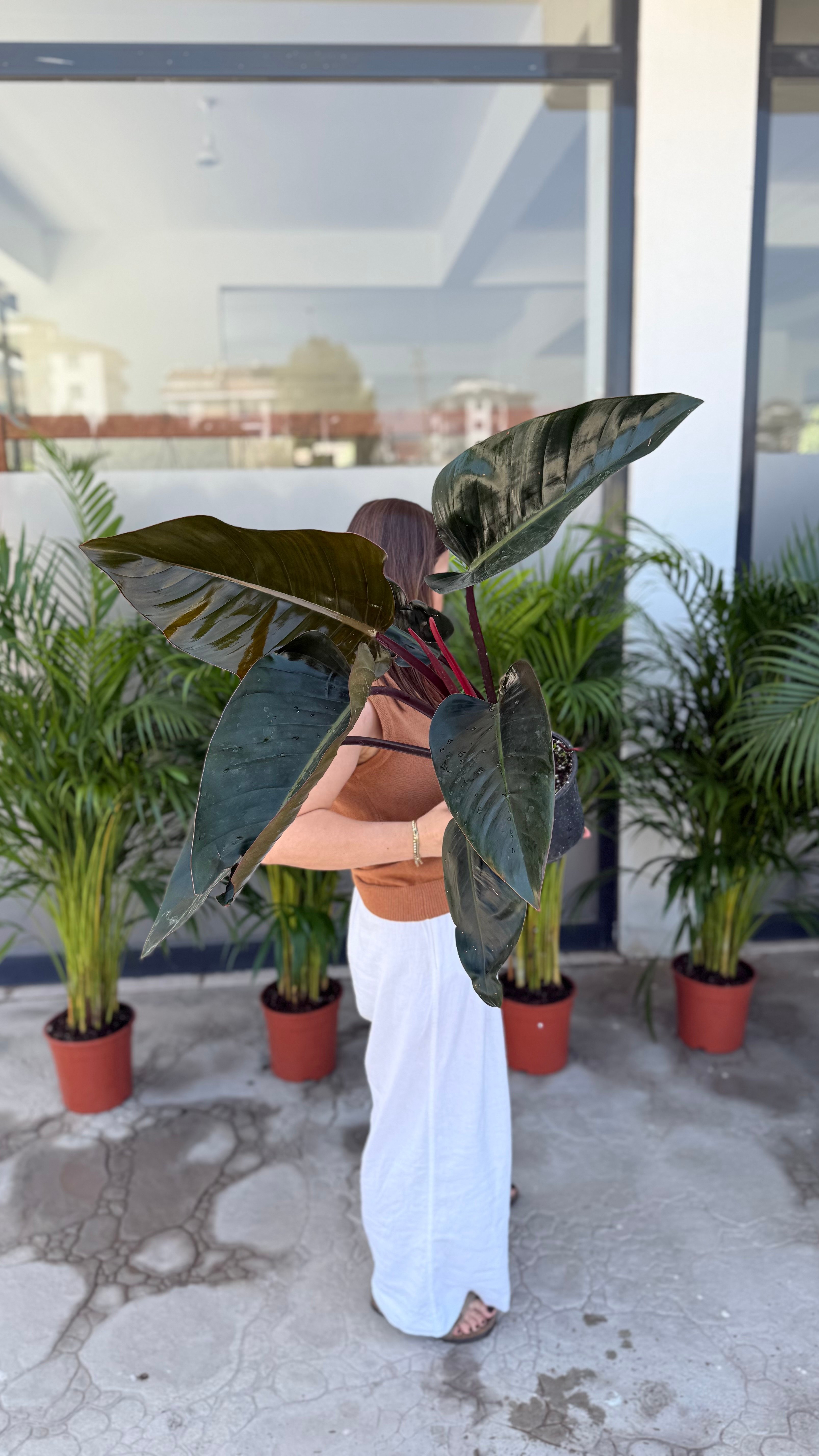 80-90 cm Philodendron Black Cardinal 