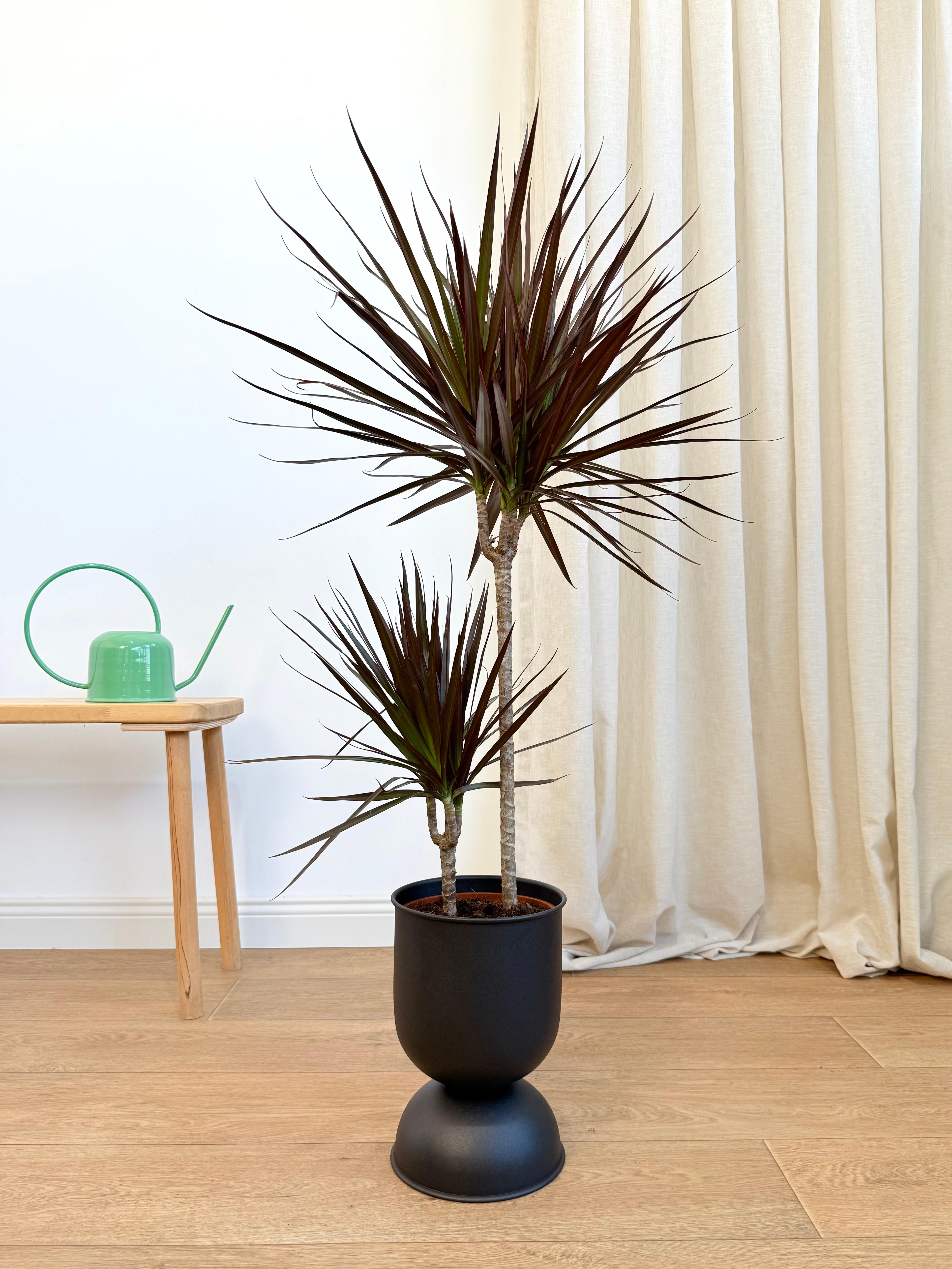 Dracena Marginata İki Köklü 110-130 cm Burgundy Kırmızı