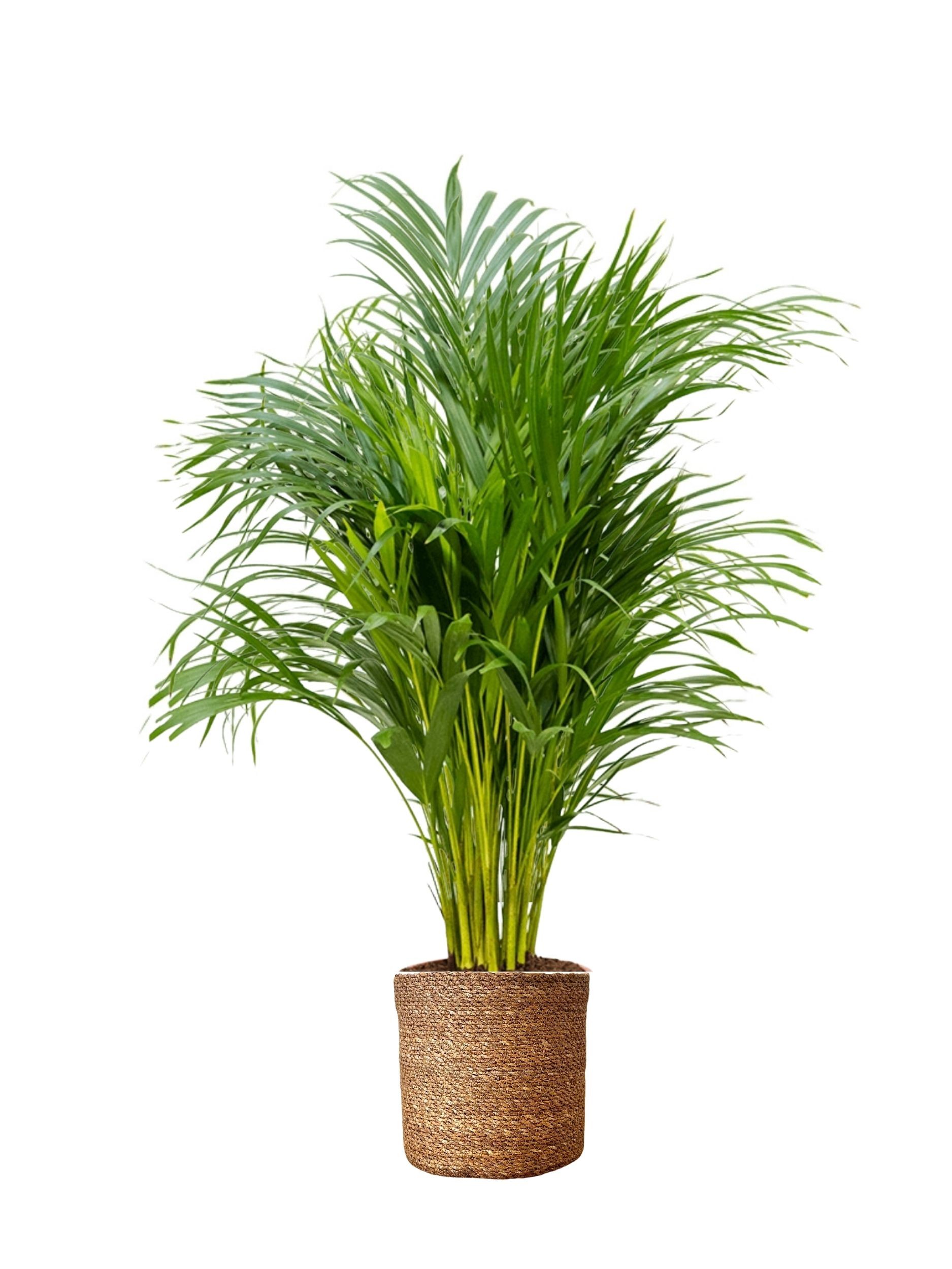 areka palmiyesi 120-130 cm dolgun form