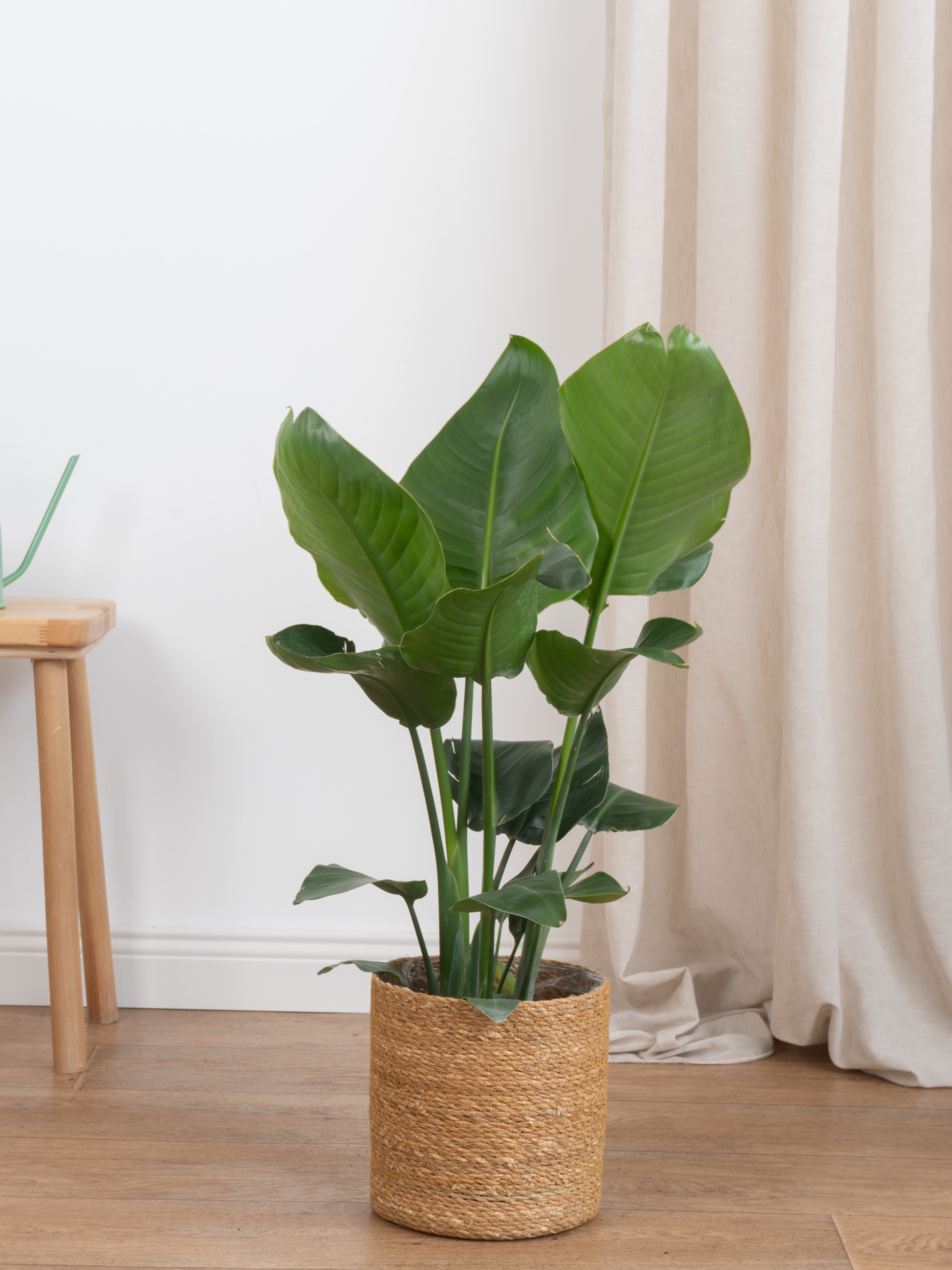 Starliçe-Çok Köklü  ( 100-110 cm Cennet Kuşu Çiçeği- Strelitzia Nicolai )