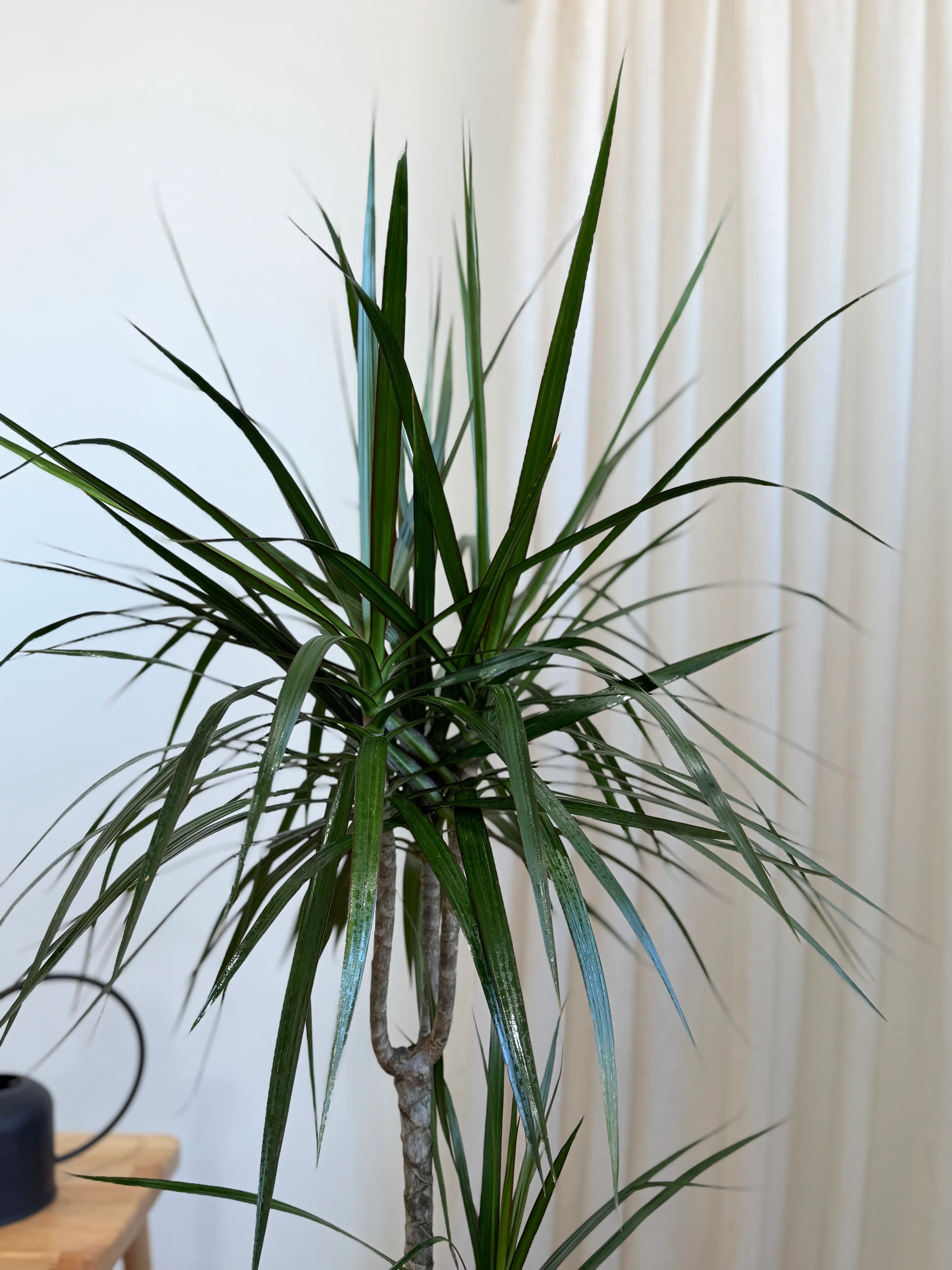 kollu DRACENA marginata