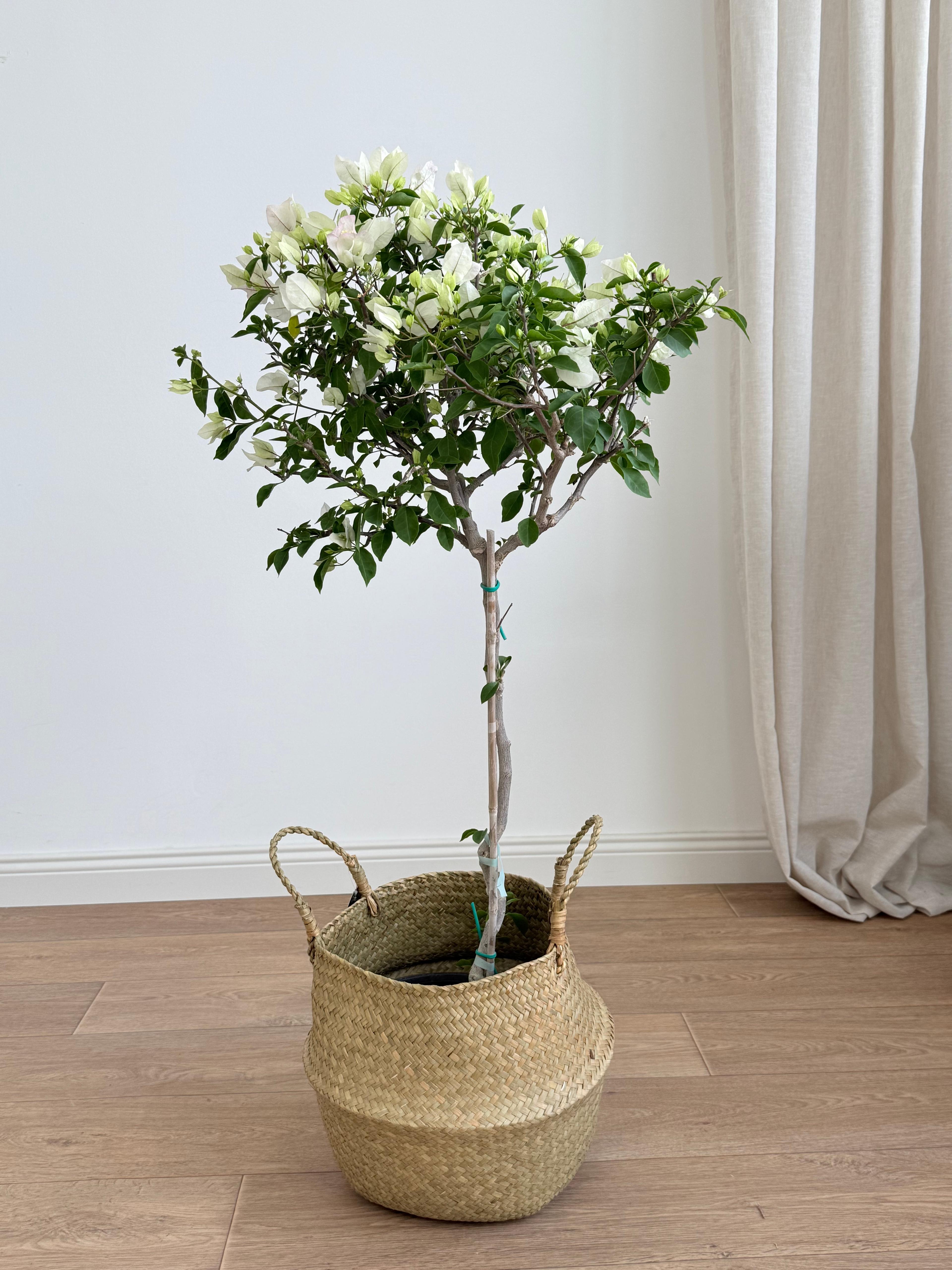 Baston Begonvil 120-130 cm (Renk Geçişli Beyaz)