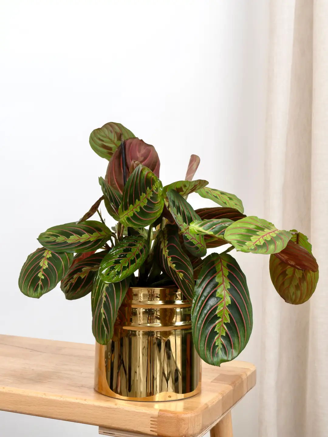 dracaena welche erde Dracaena 'Compacta'