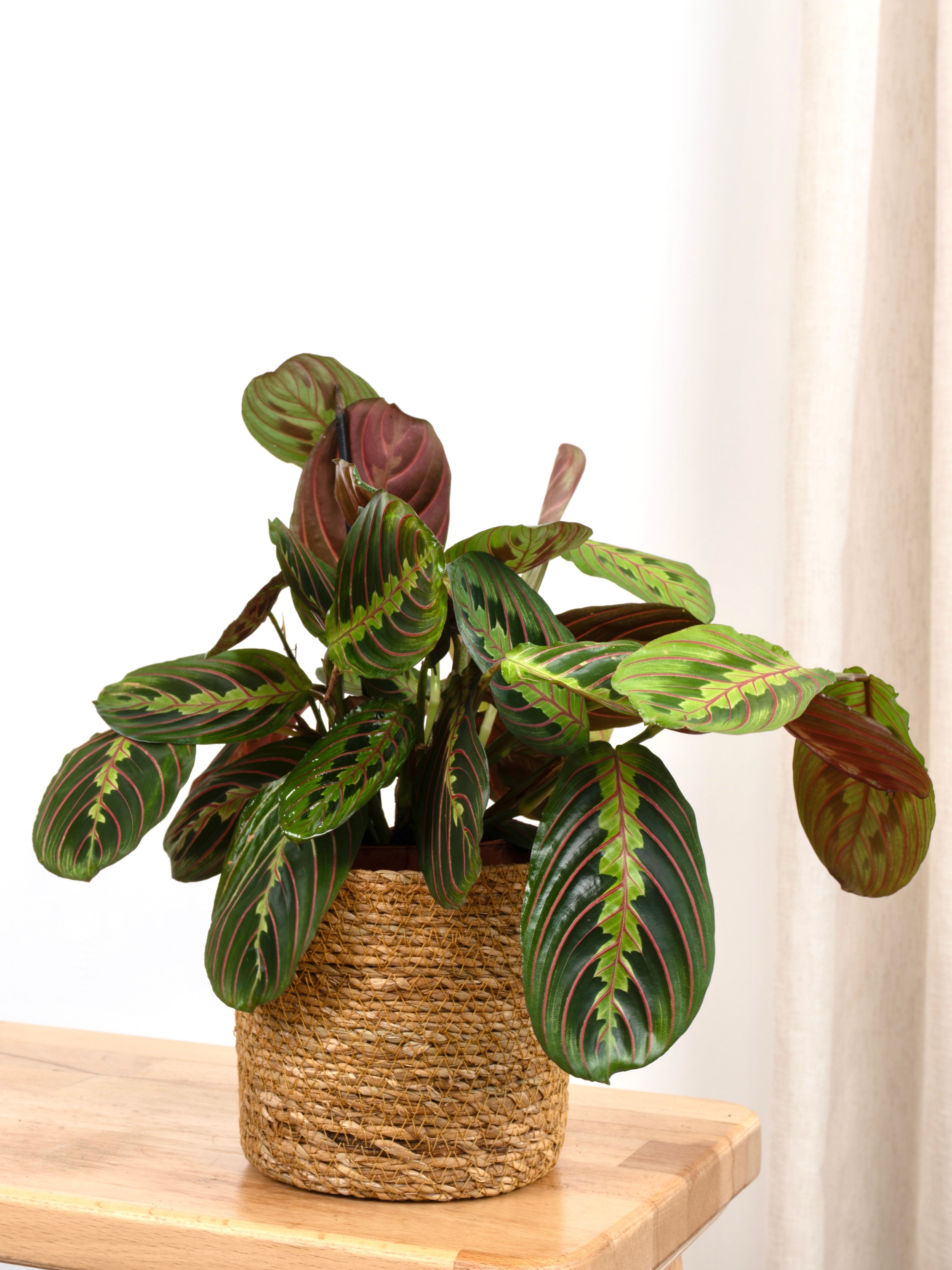 Calathea Maranta