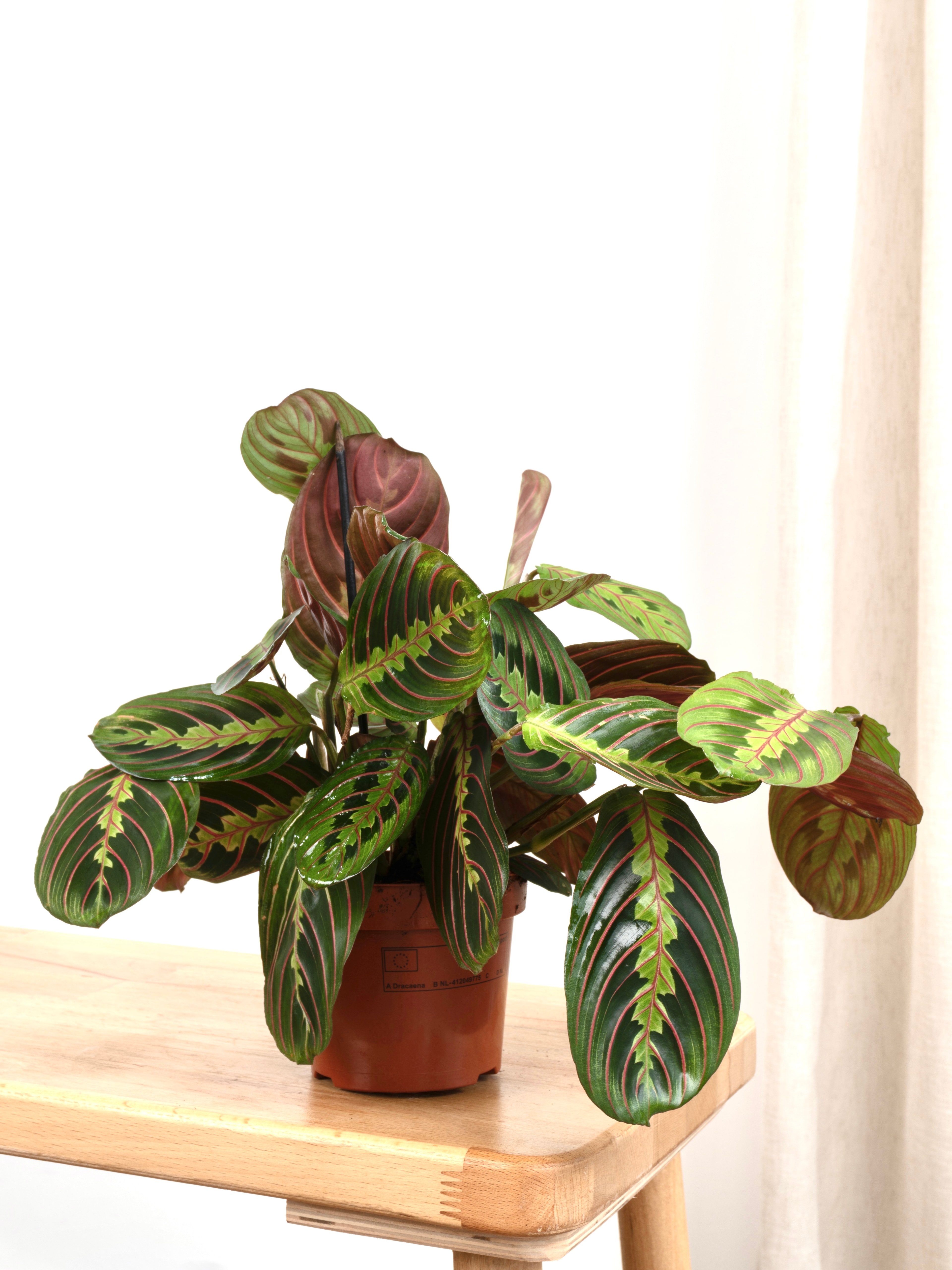 Calathea Maranta