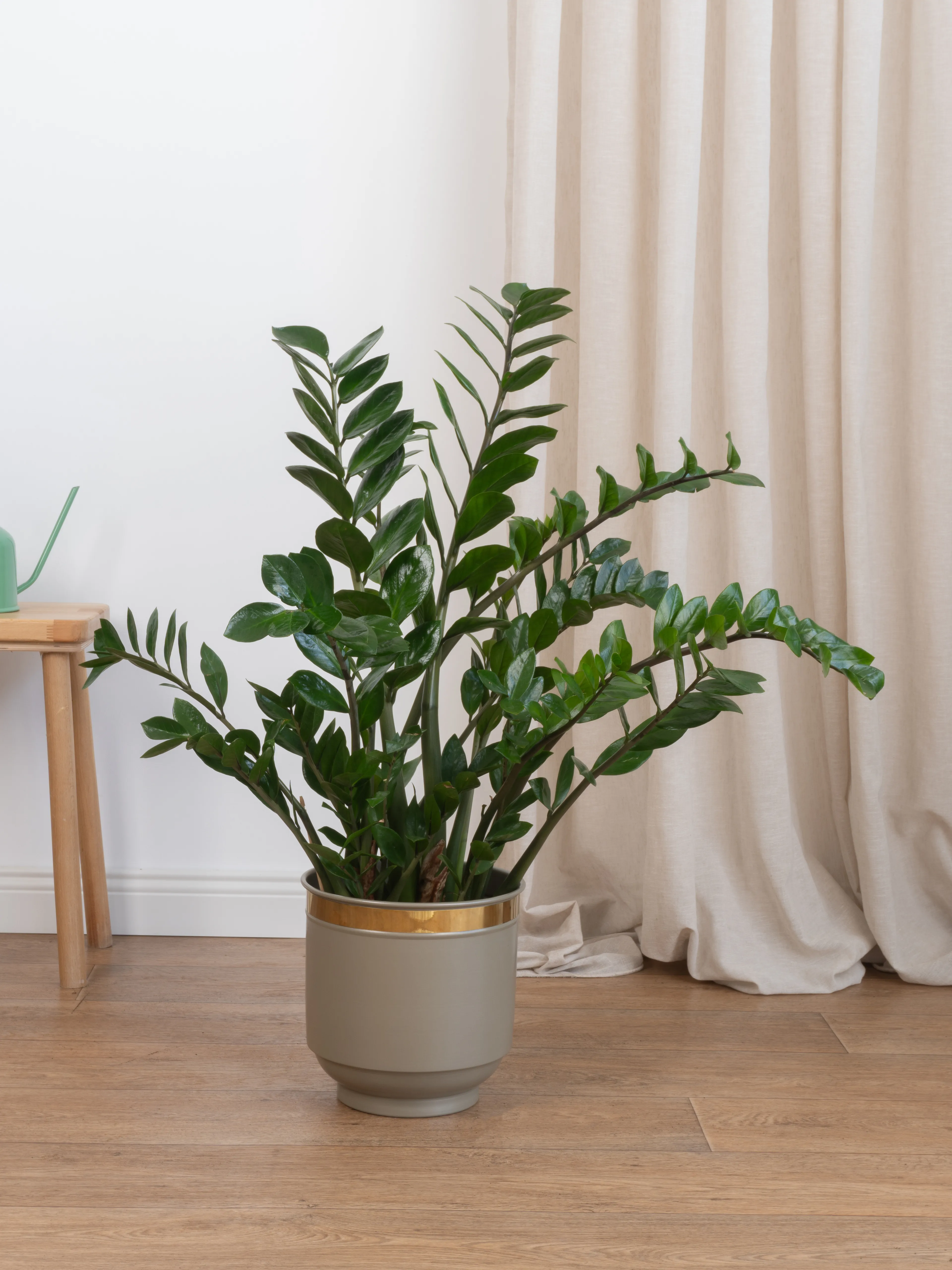 Zamia Zeze Çiçeği 100-110 cm