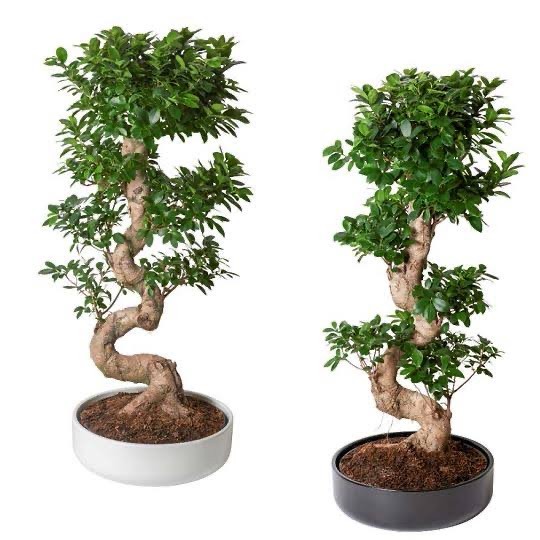 Ficus Bonsai Ginseng S Form 100-110 cm (bonsai)