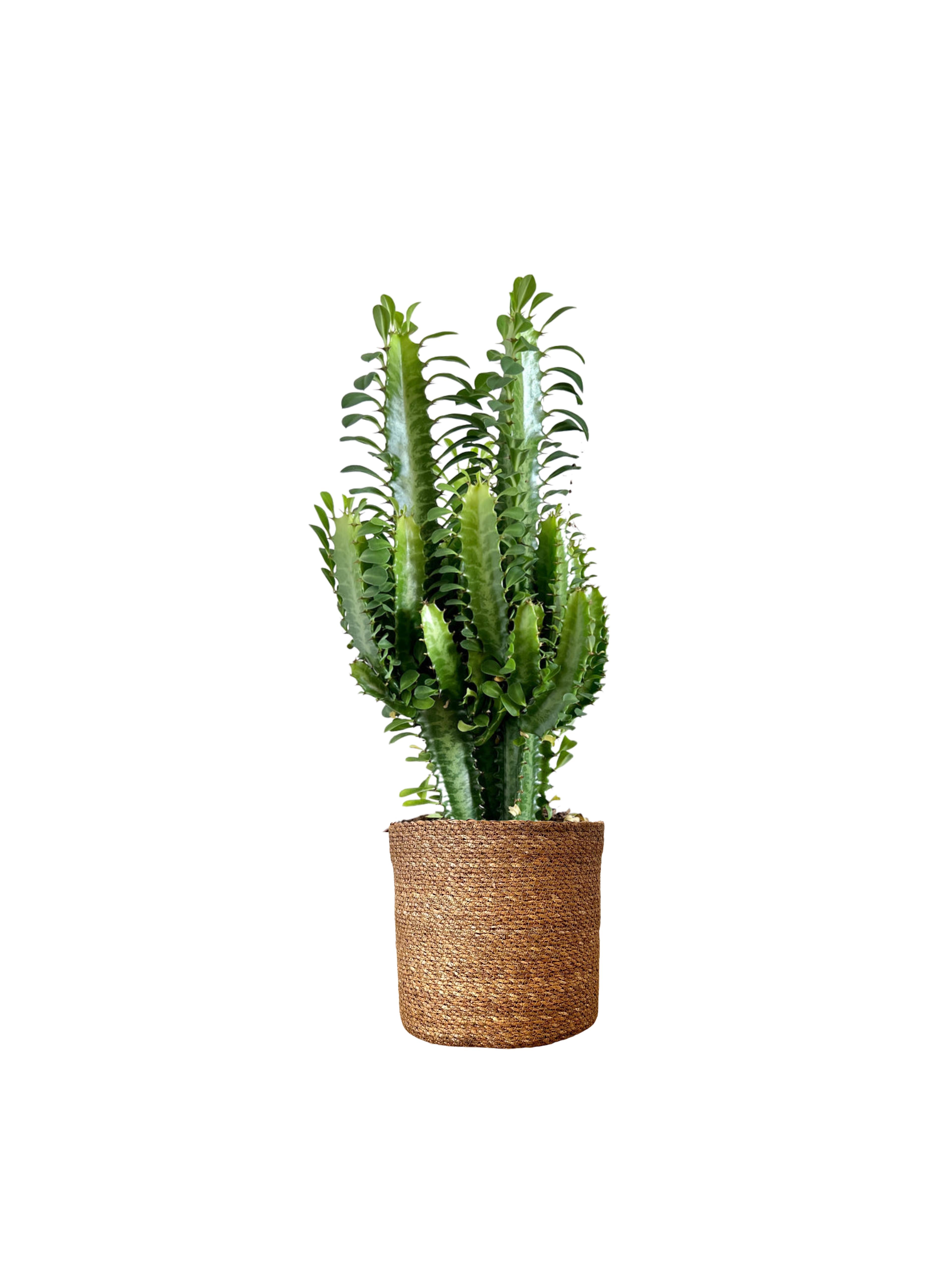 Euphorbia Trigona (Afrika Süt Ağacı 30-40 cm)