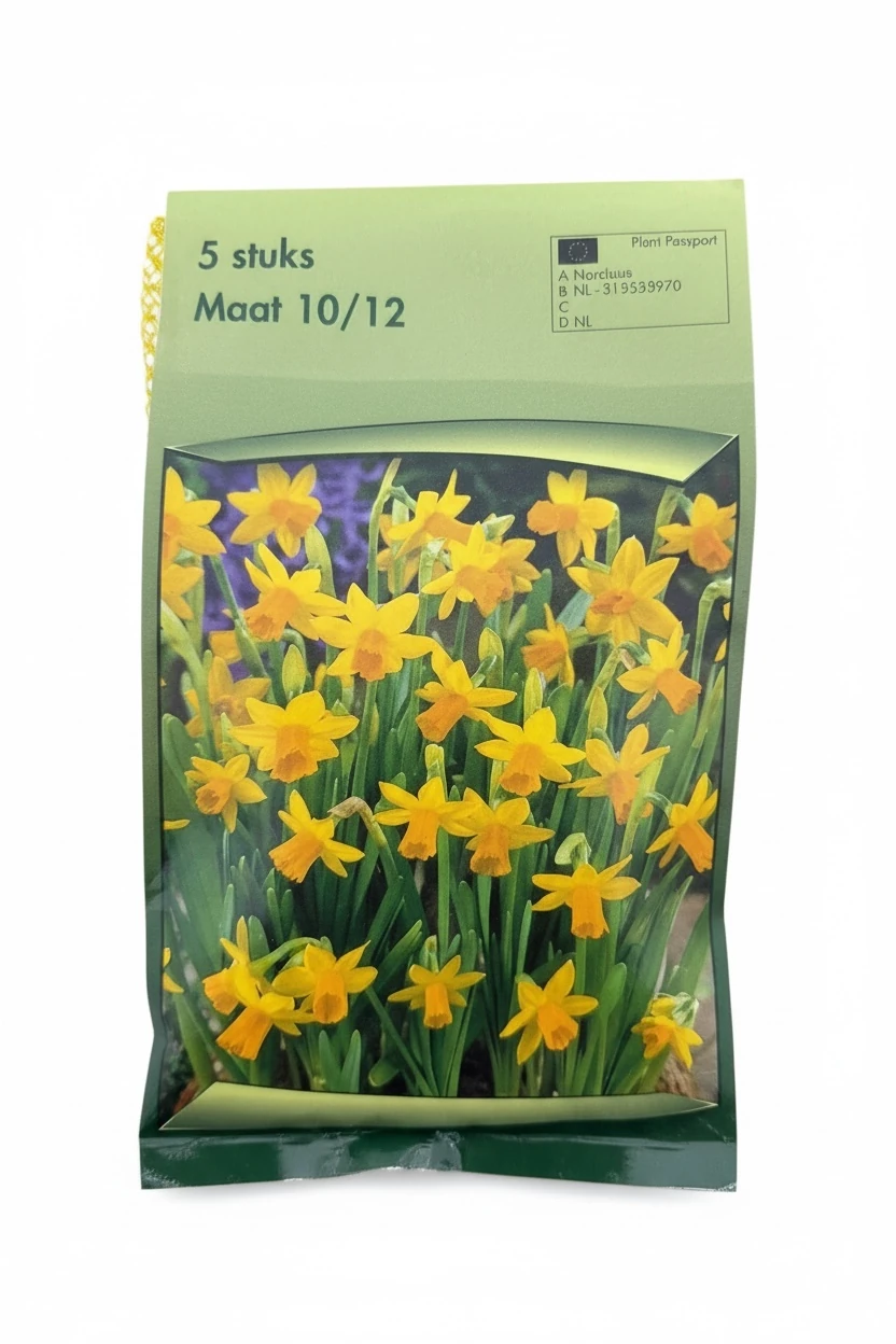 Mor Sümbül Soğanı – 3’lü Paket  İthal Çiçek Soğanı