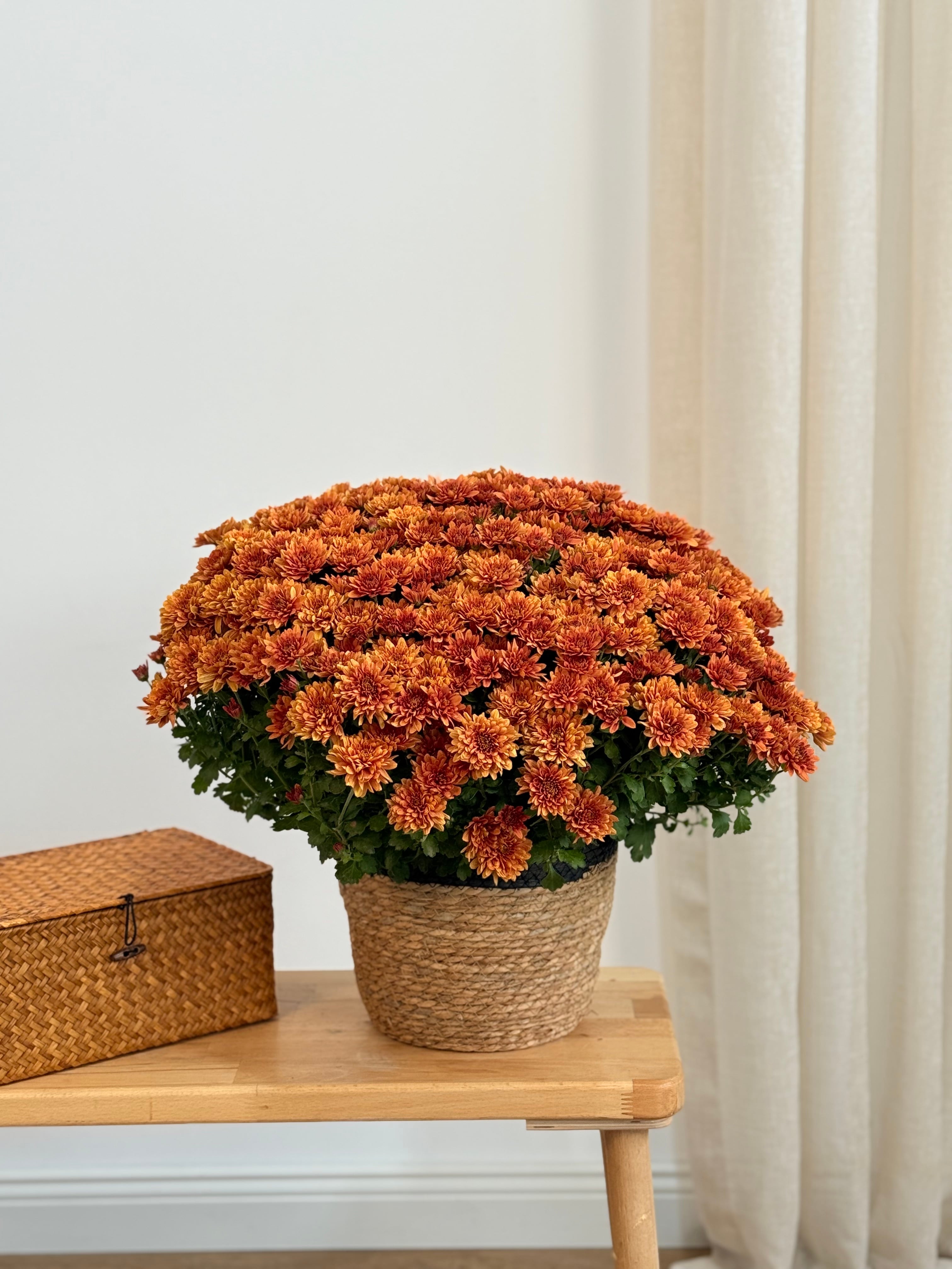 XXL Kasımpatı Turuncu(Chrysanthemum morifolium)