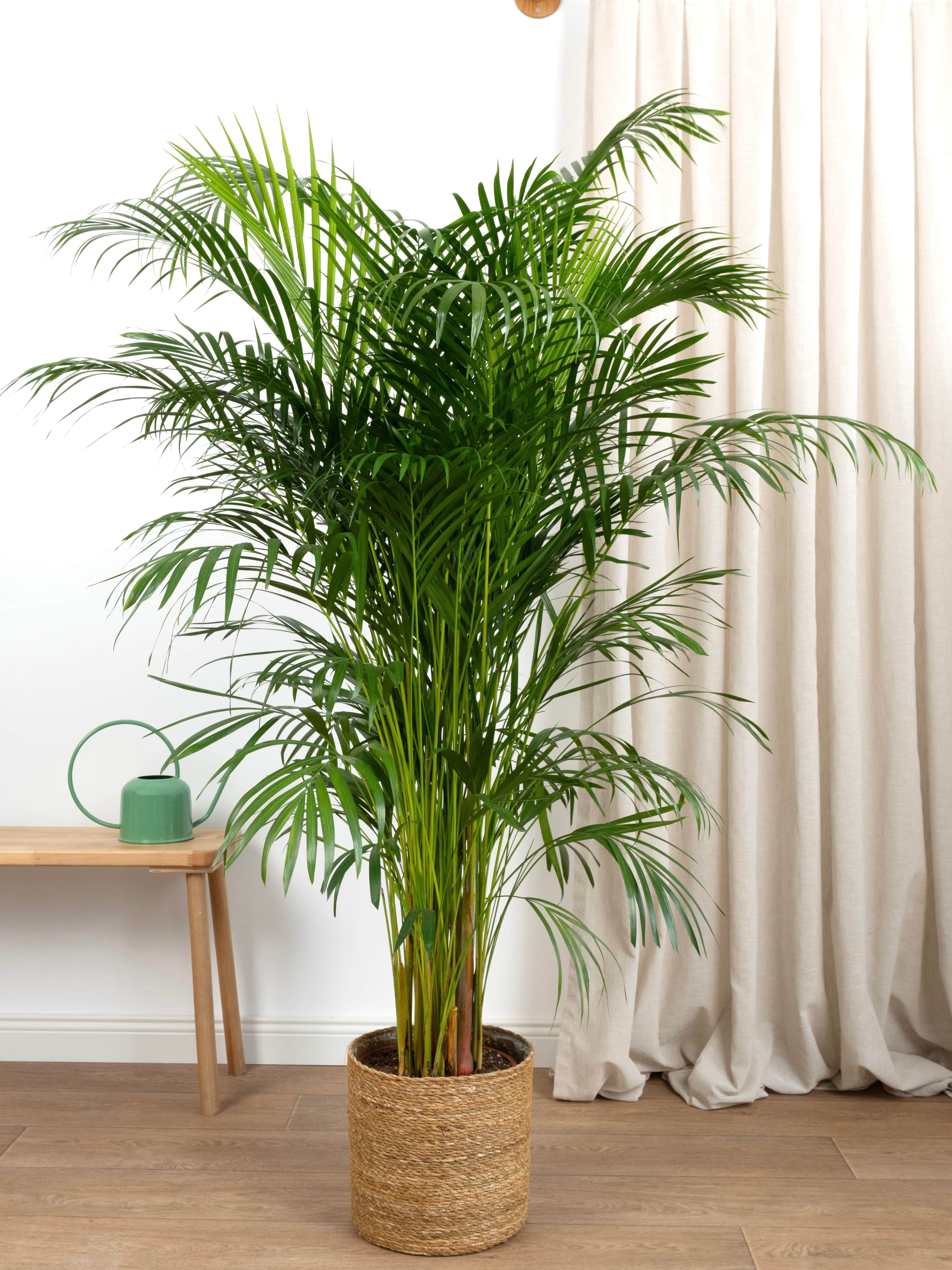 Areka Salon Palmiyesi 160-170 cm (Dypsis Lutescens)