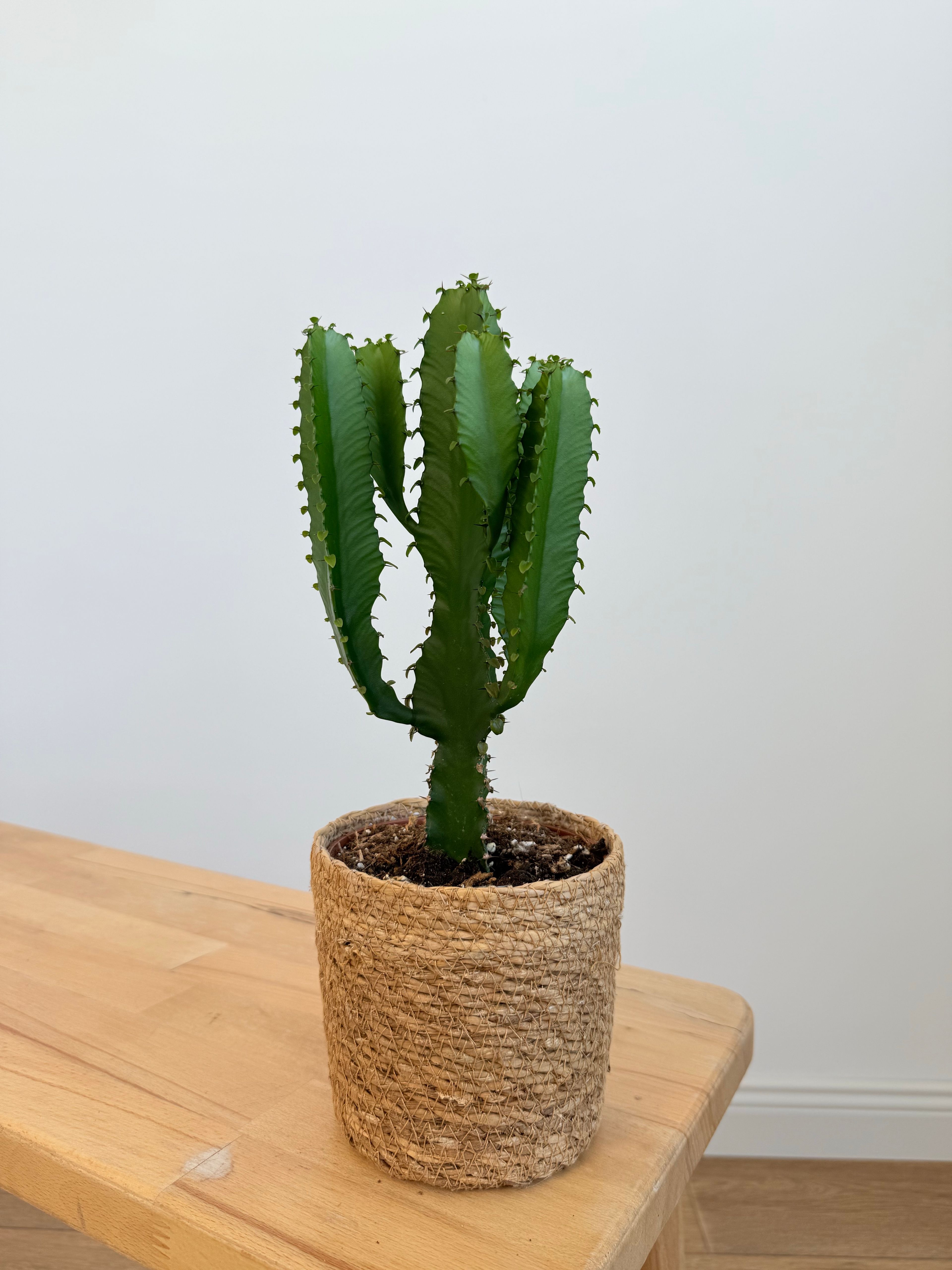 Euphorbia Acrurensis – Afrika Süt Ağacı (Masa Boy 30 cm)