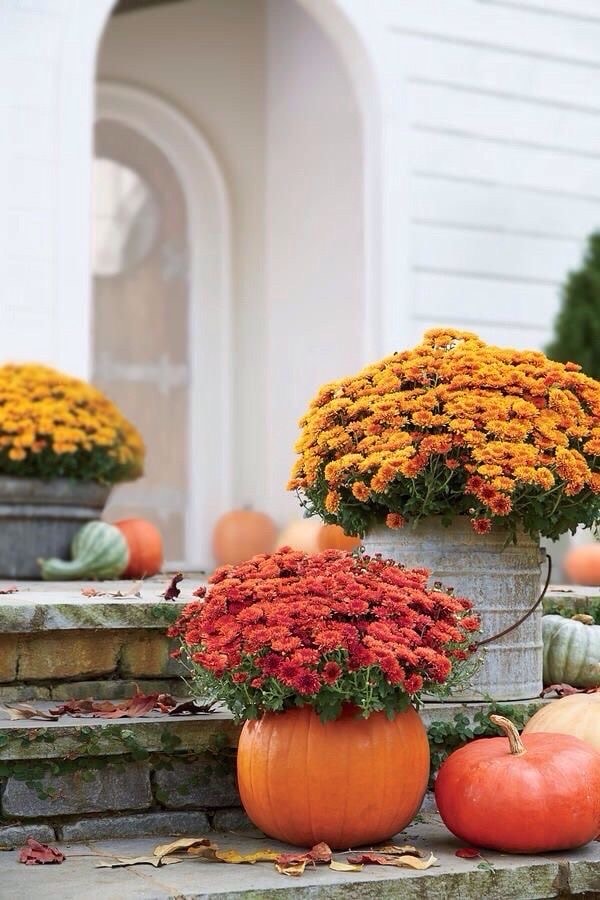 XXL Kasımpatı (Chrysanthemum morifolium)