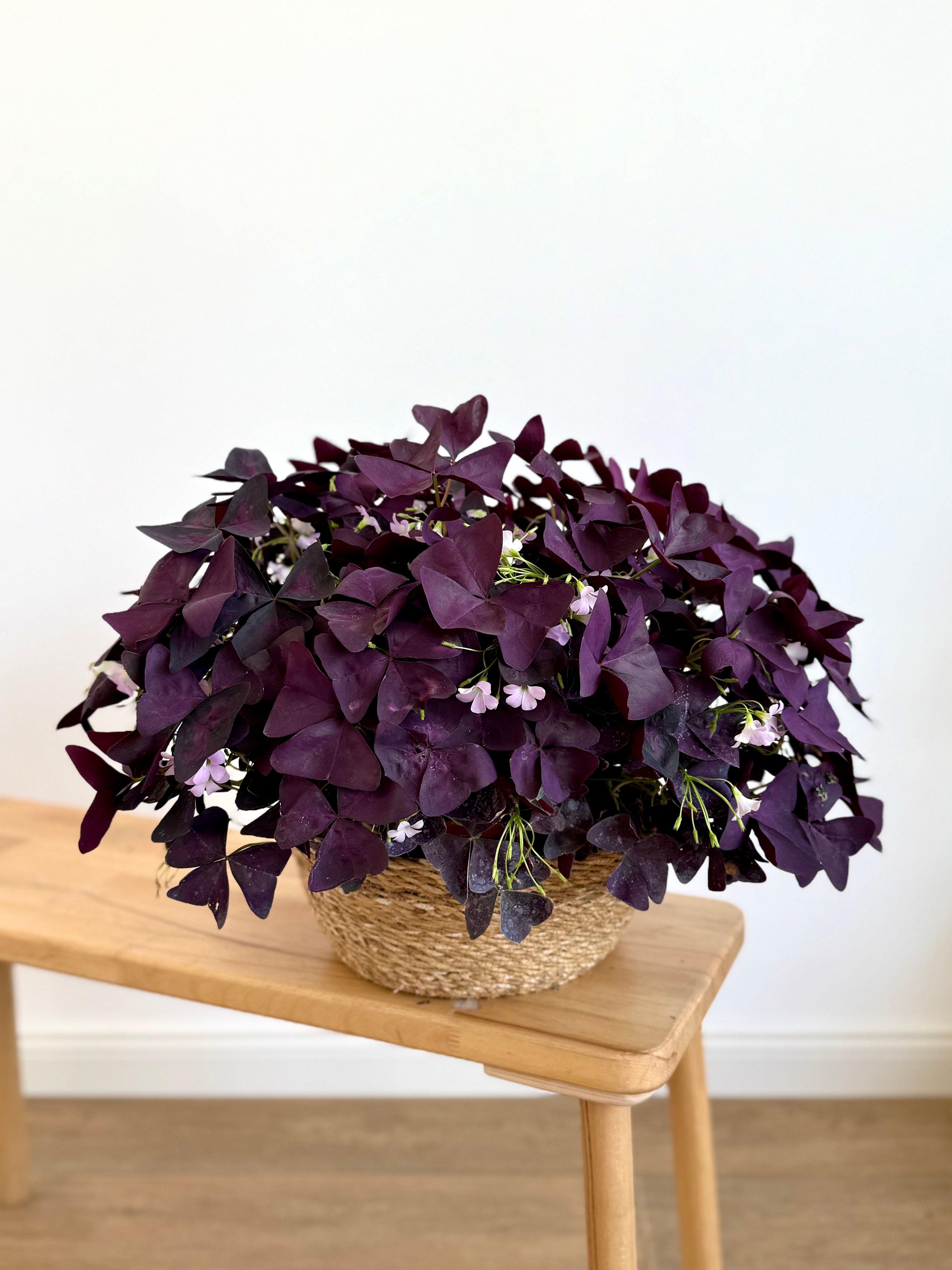 Oxalis (Mor Yonca) – Askılı XL