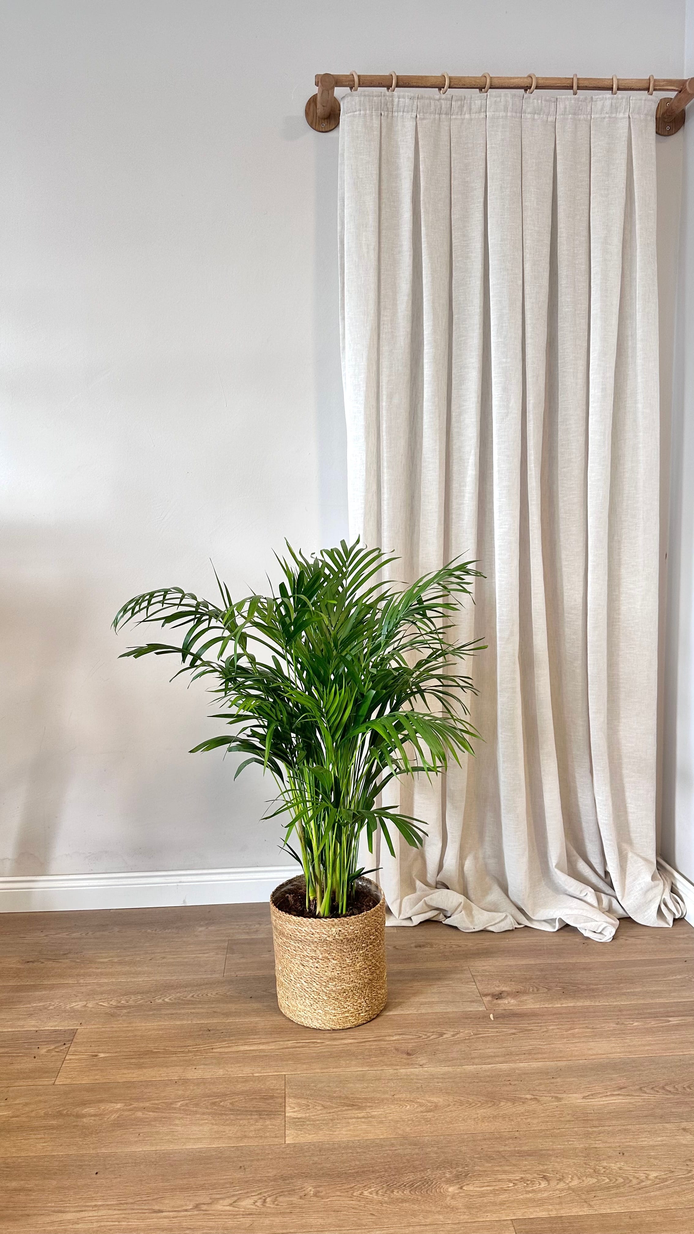 Yeşil & Çiçekli Premium Bitki Seti (80 cm Areka Palmiyesi-Aglaonema-Begonia Eliator