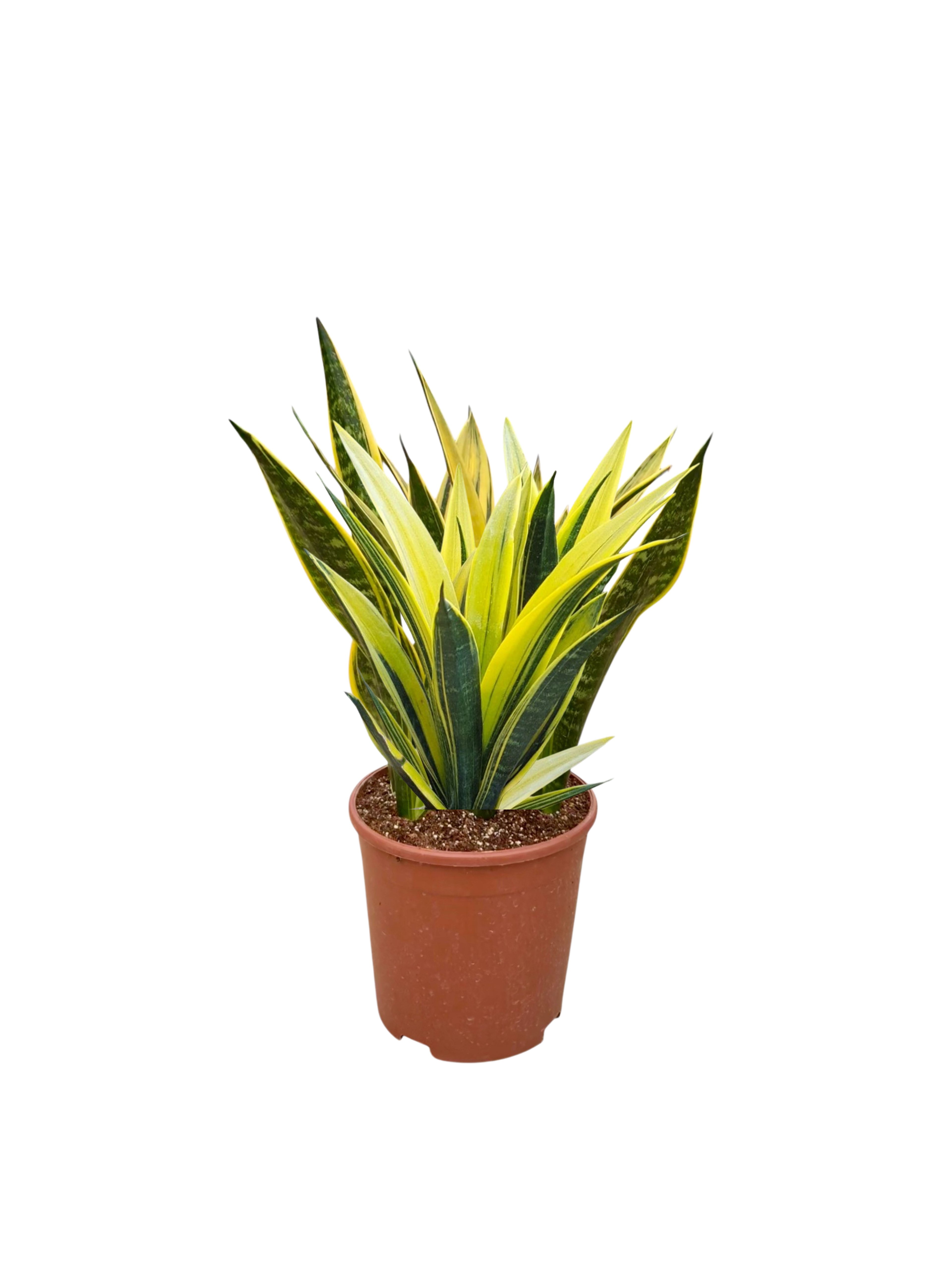 Sansevieria Golden Flame (Özel Tür)