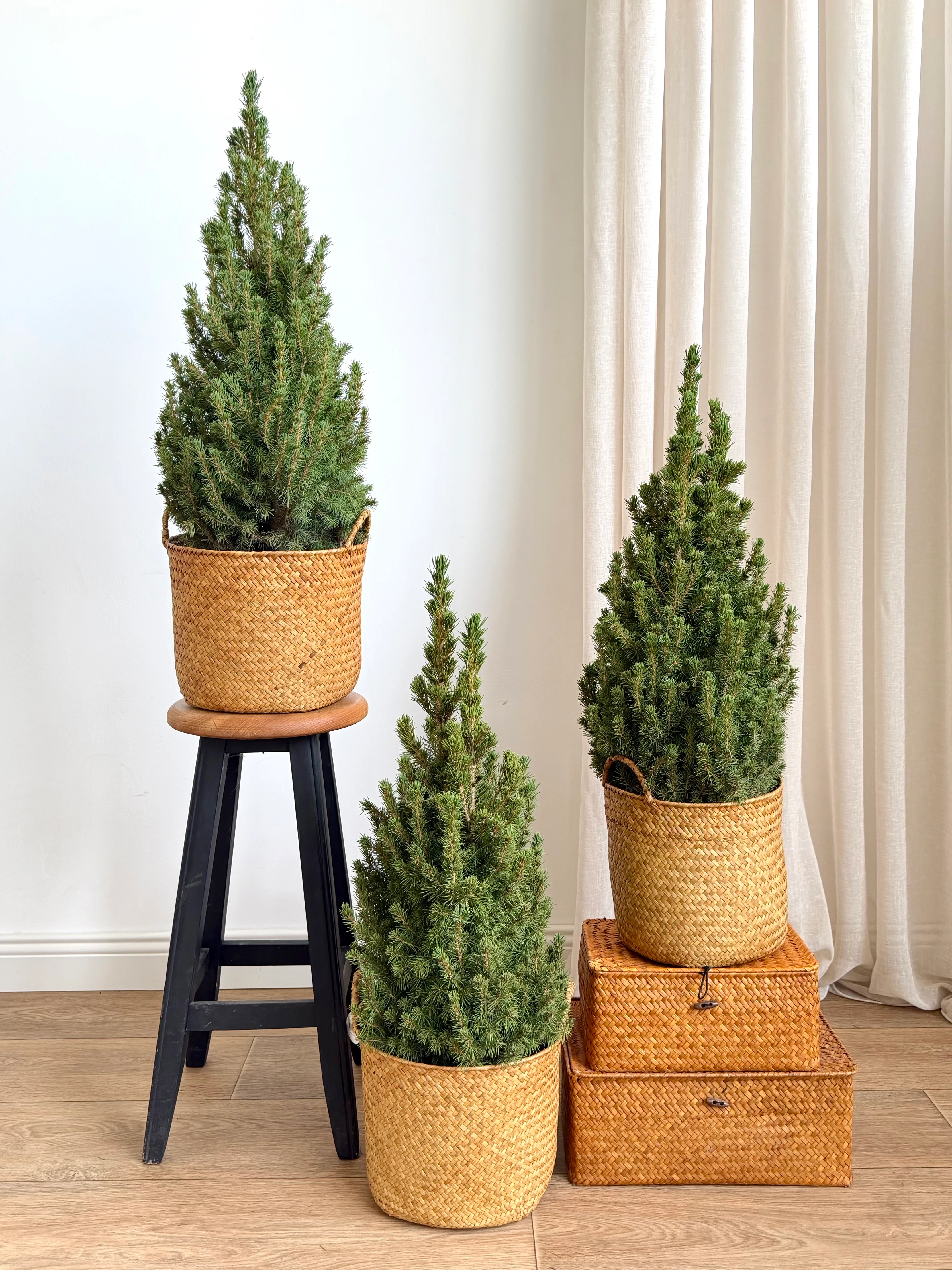 Picea Glauca Çam 80-90 cm 