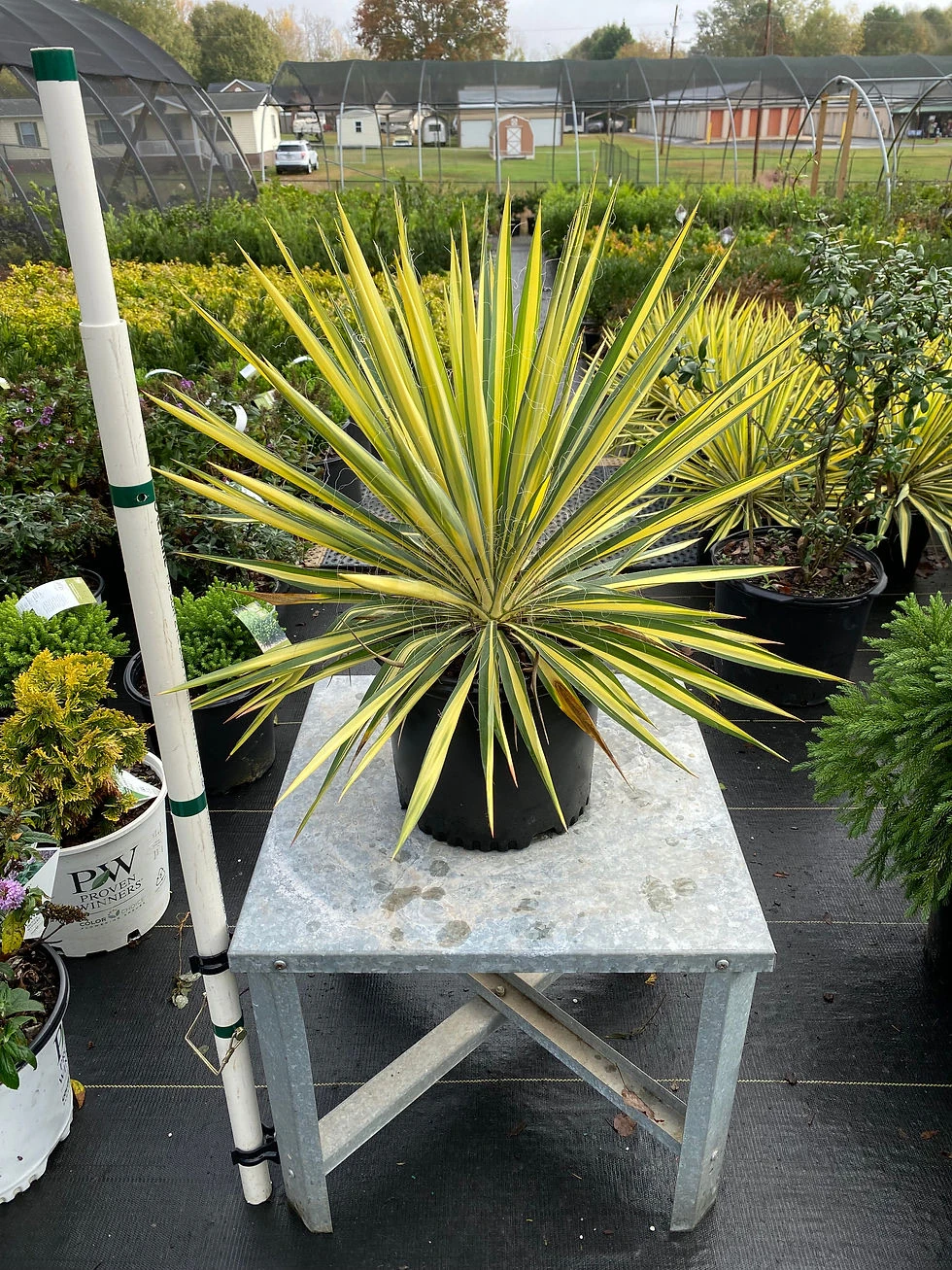 Yucca Filamentosa XL -Dış Mekan Yuka Bitkisi