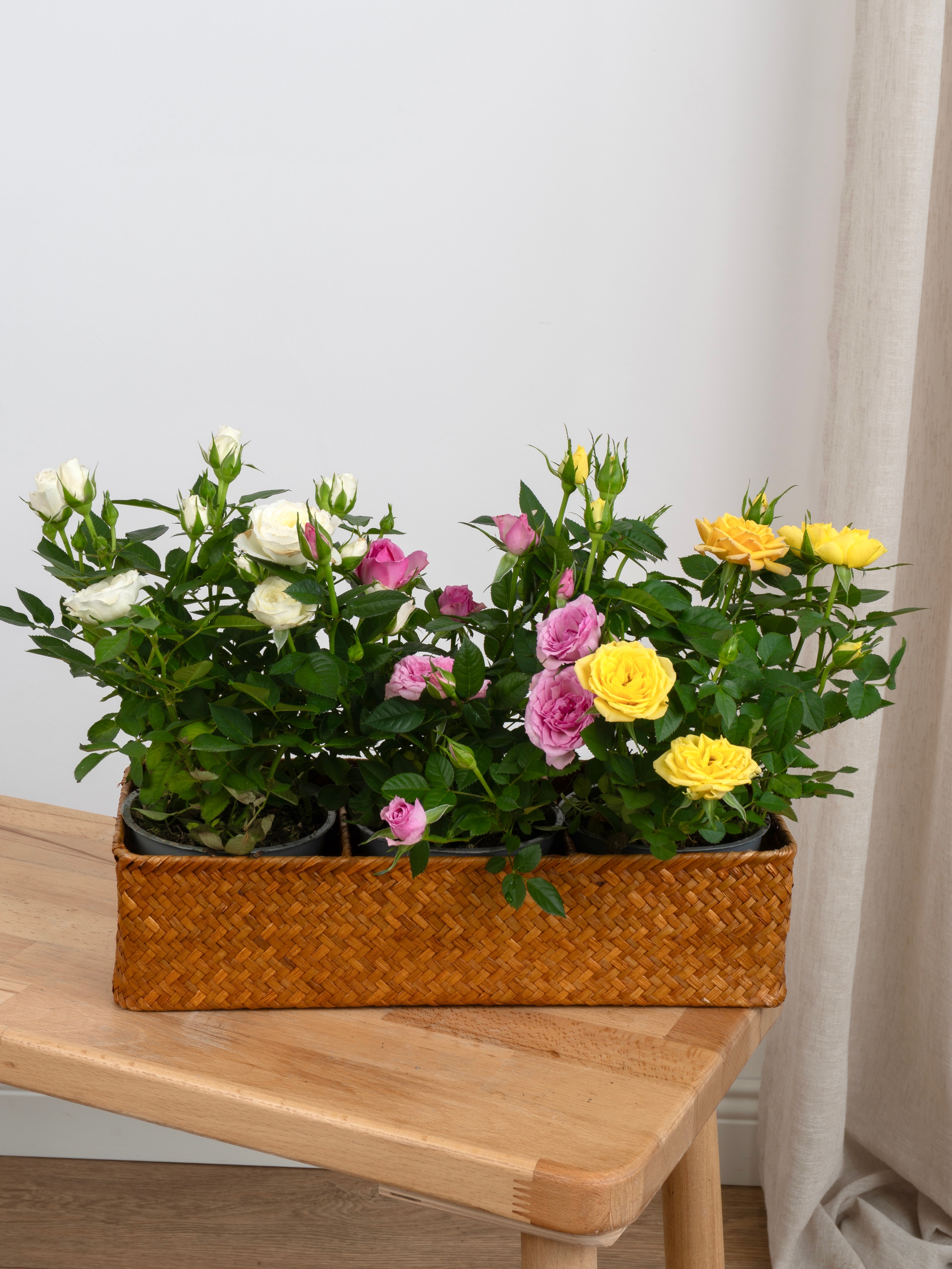 Mini Gül (Dörtlü Set)