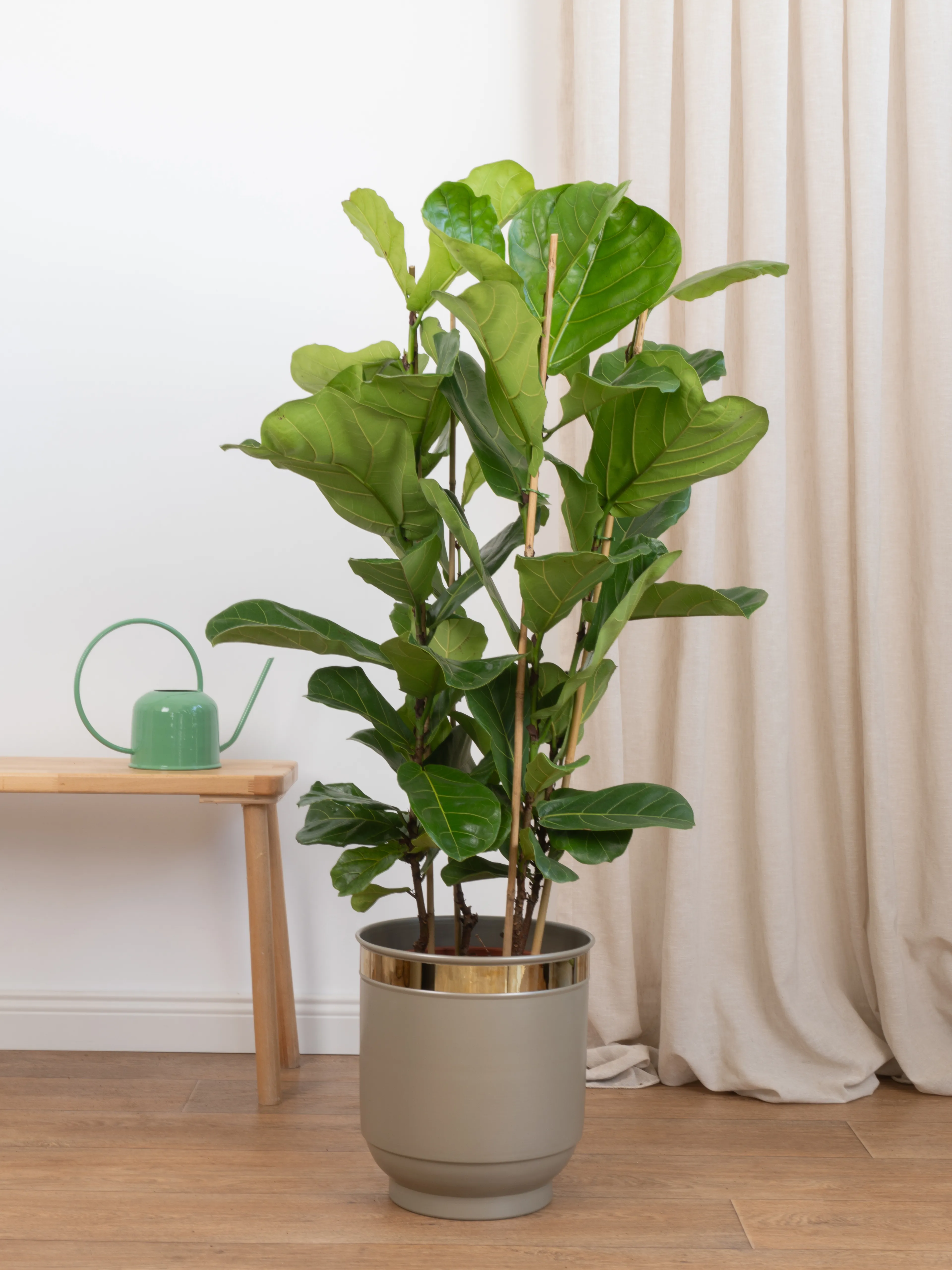 Ficus Lyrata Üç Köklü 110-120 cm