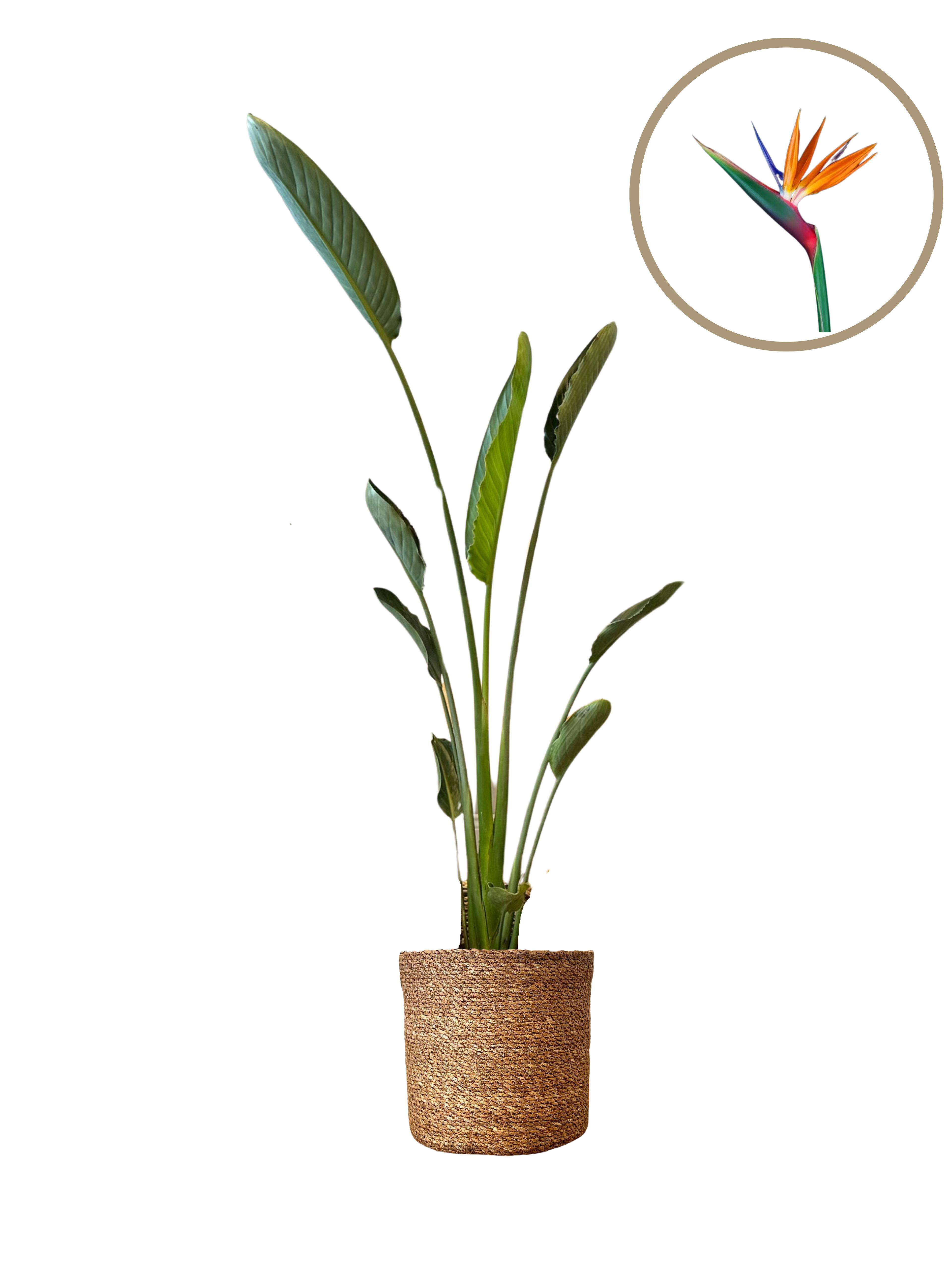 Starliçe Tek Köklü 120-130  cm (Cennet Kuşu Çiçeği- Strelitzia Reginea- Turuncu çiçek açan tür )