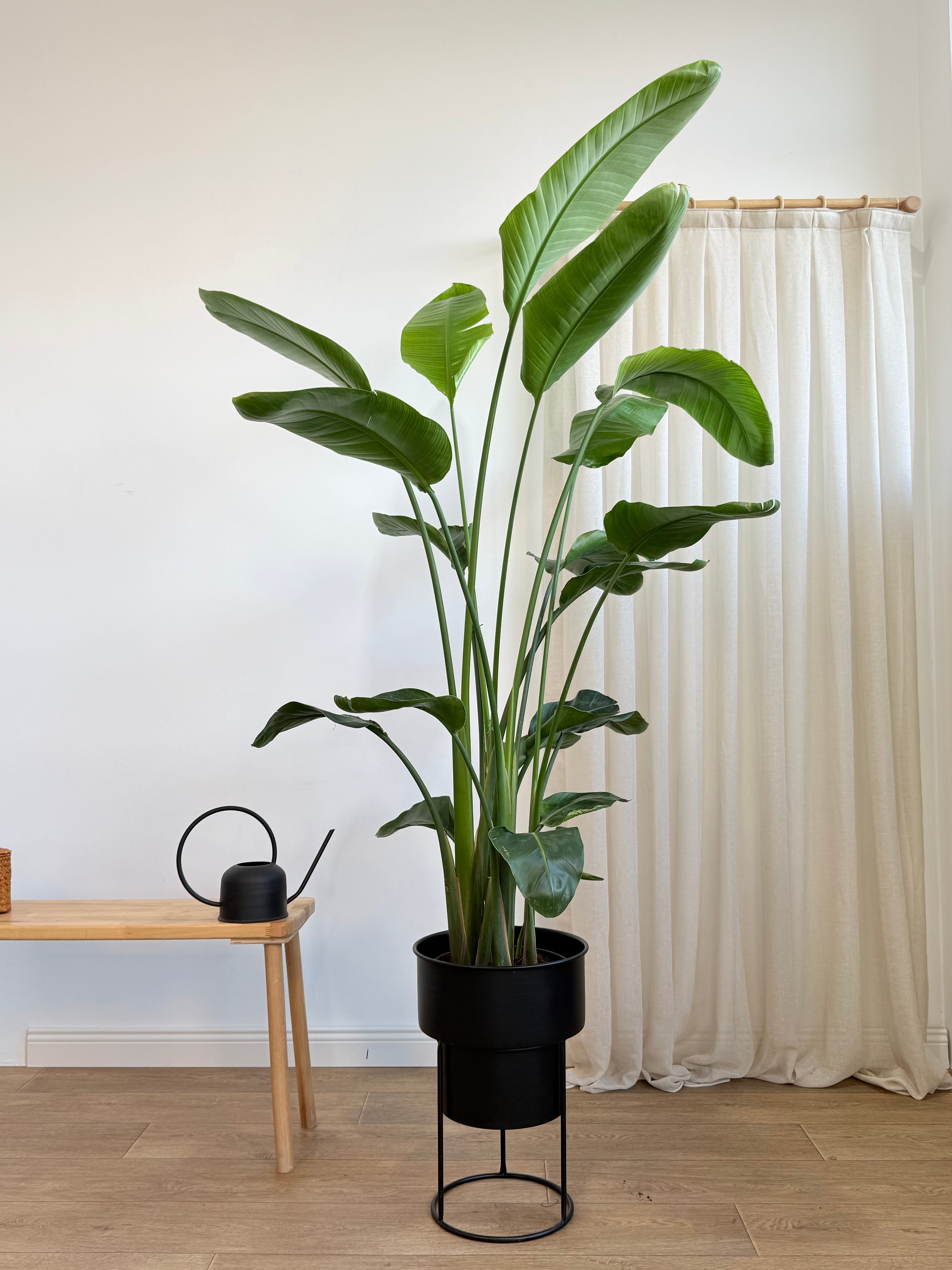 Starliçe- Dört Köklü Dolgun Form (Strelitzia Nicolai 180-200 cm )