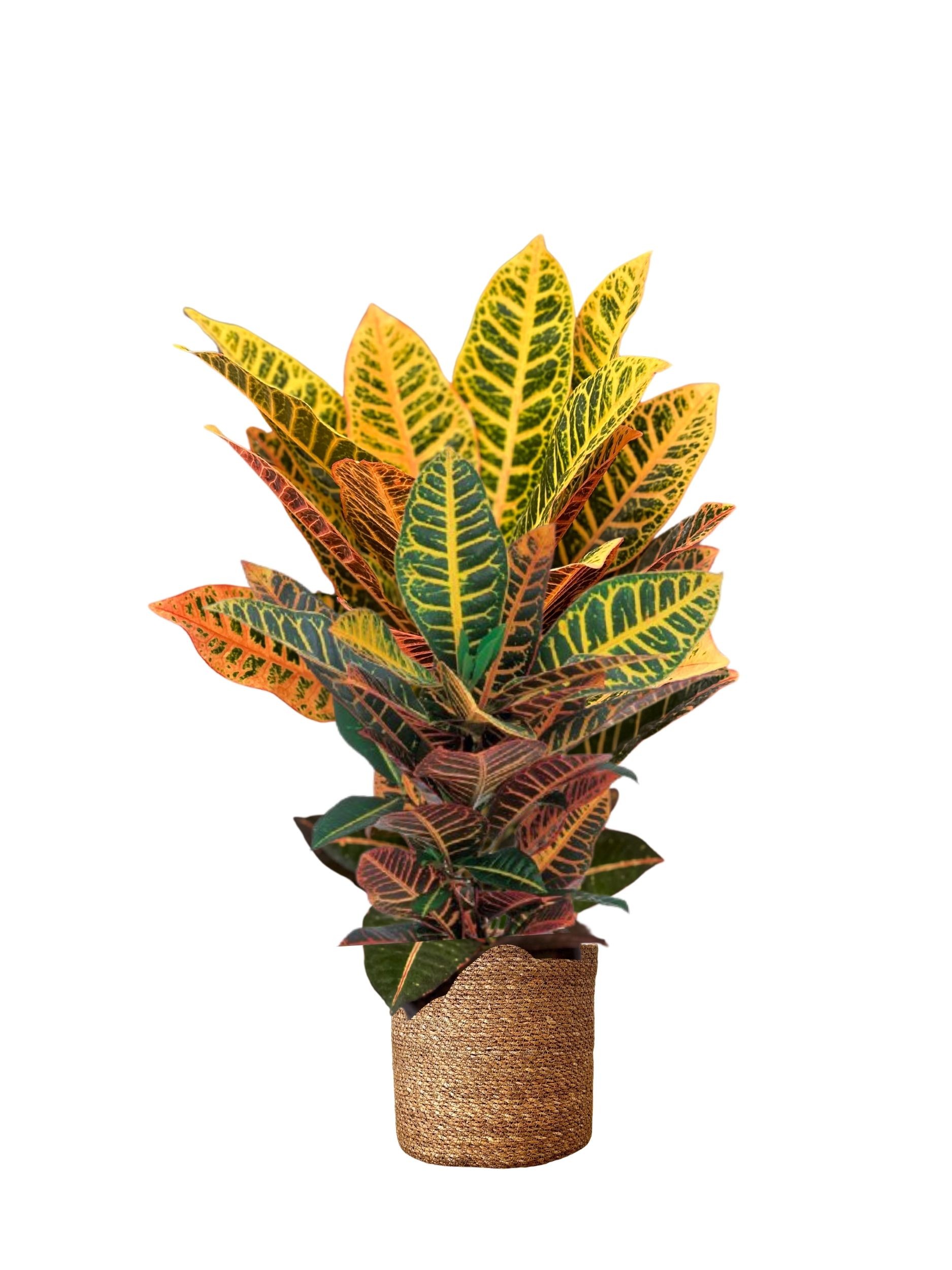 Croton Petra 70-80 cm