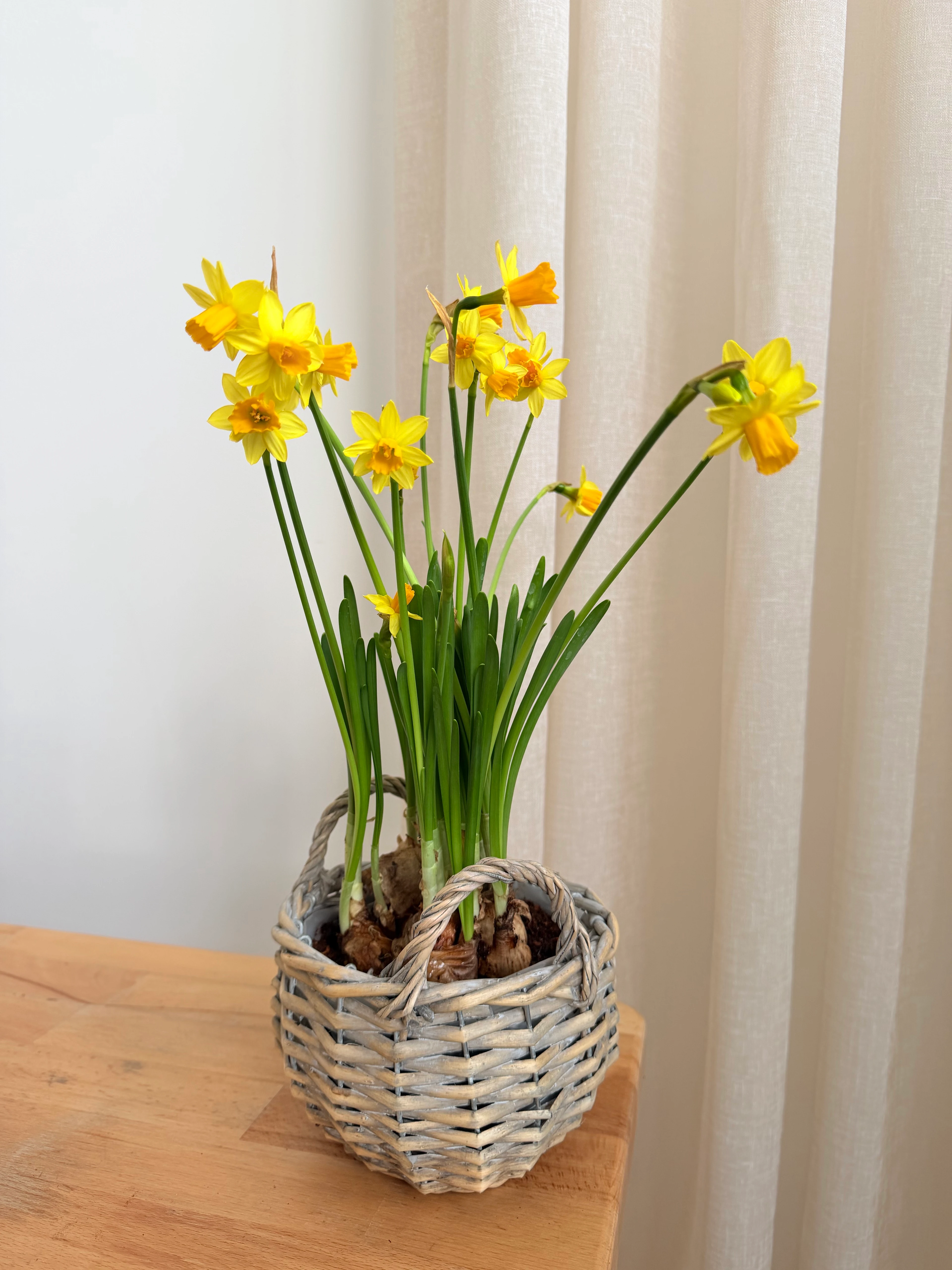 Nergis Sümbül İkili Hasır Dekoratif Saksıda