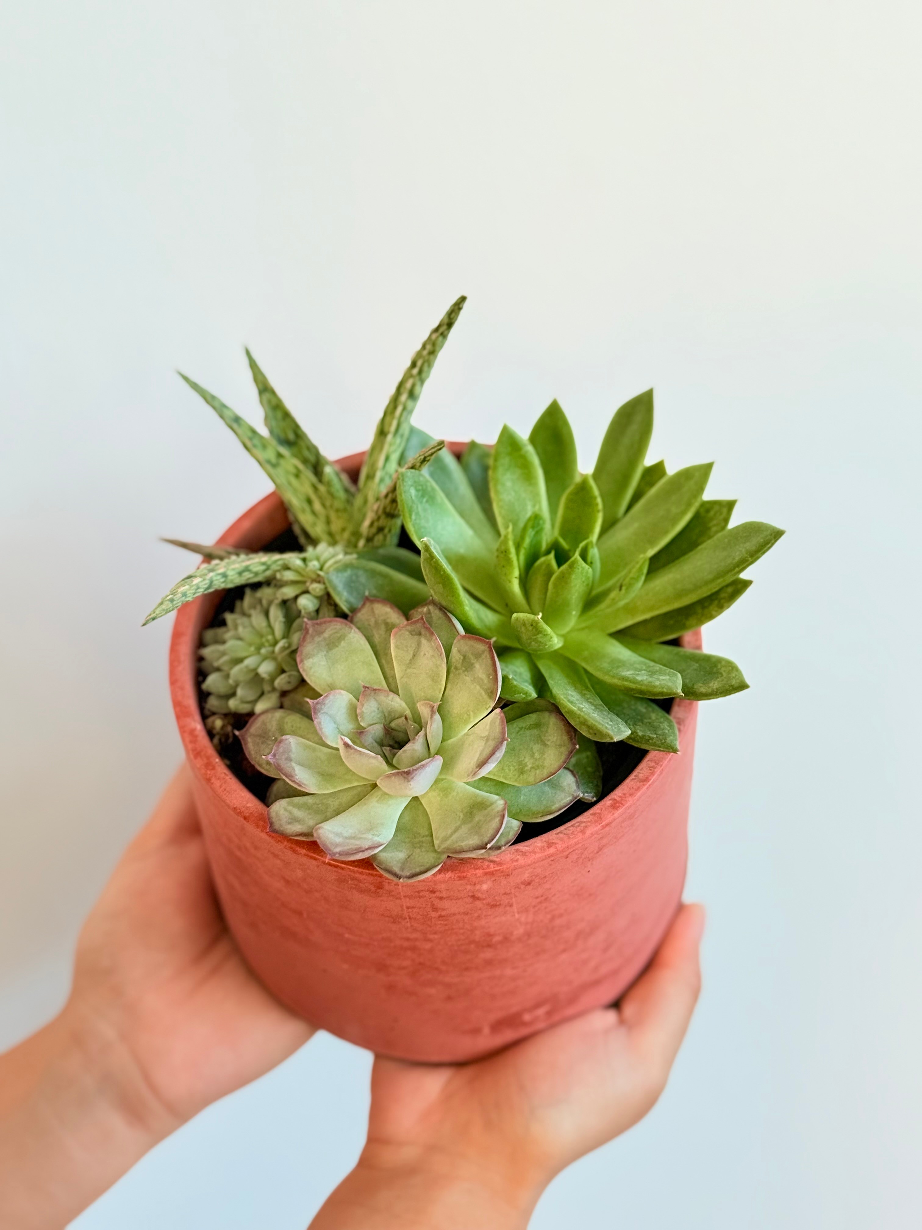 Mix Sukulent Tasarımı – 14 cm Seramik Saksıda