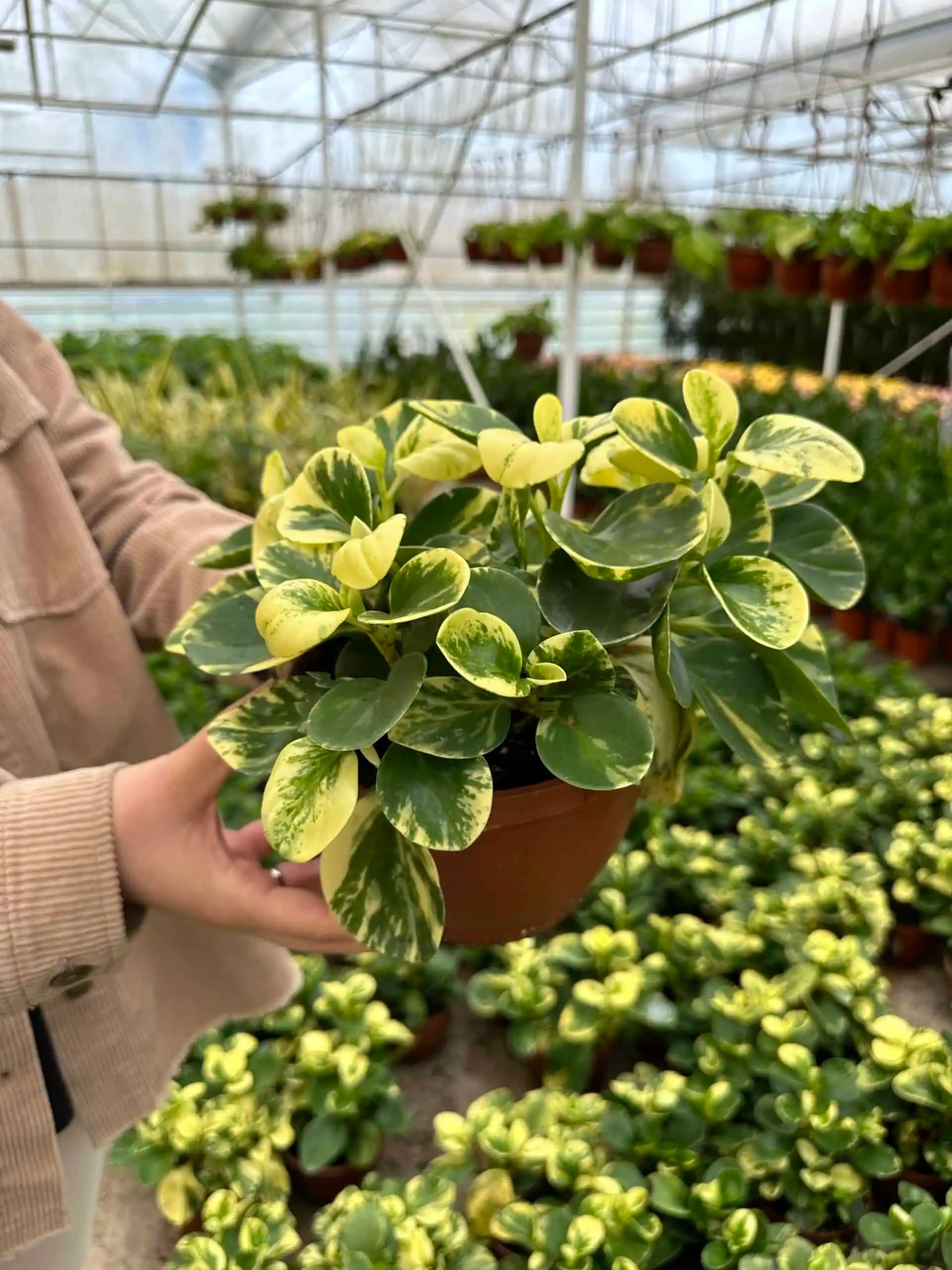 peperomia obtusifolia variegata