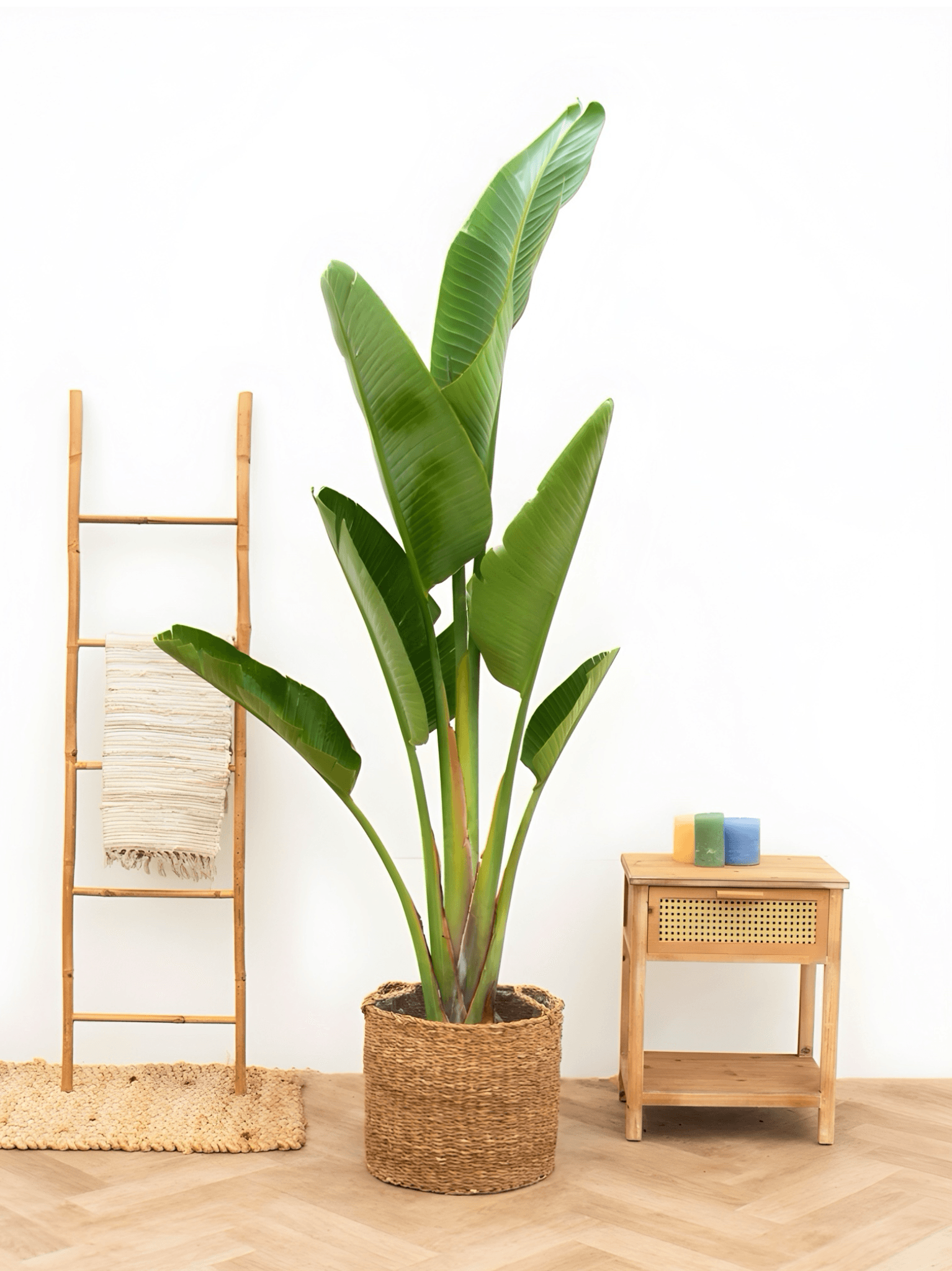 Starliçe 190-200 cm (Strelitzia Nicolai)