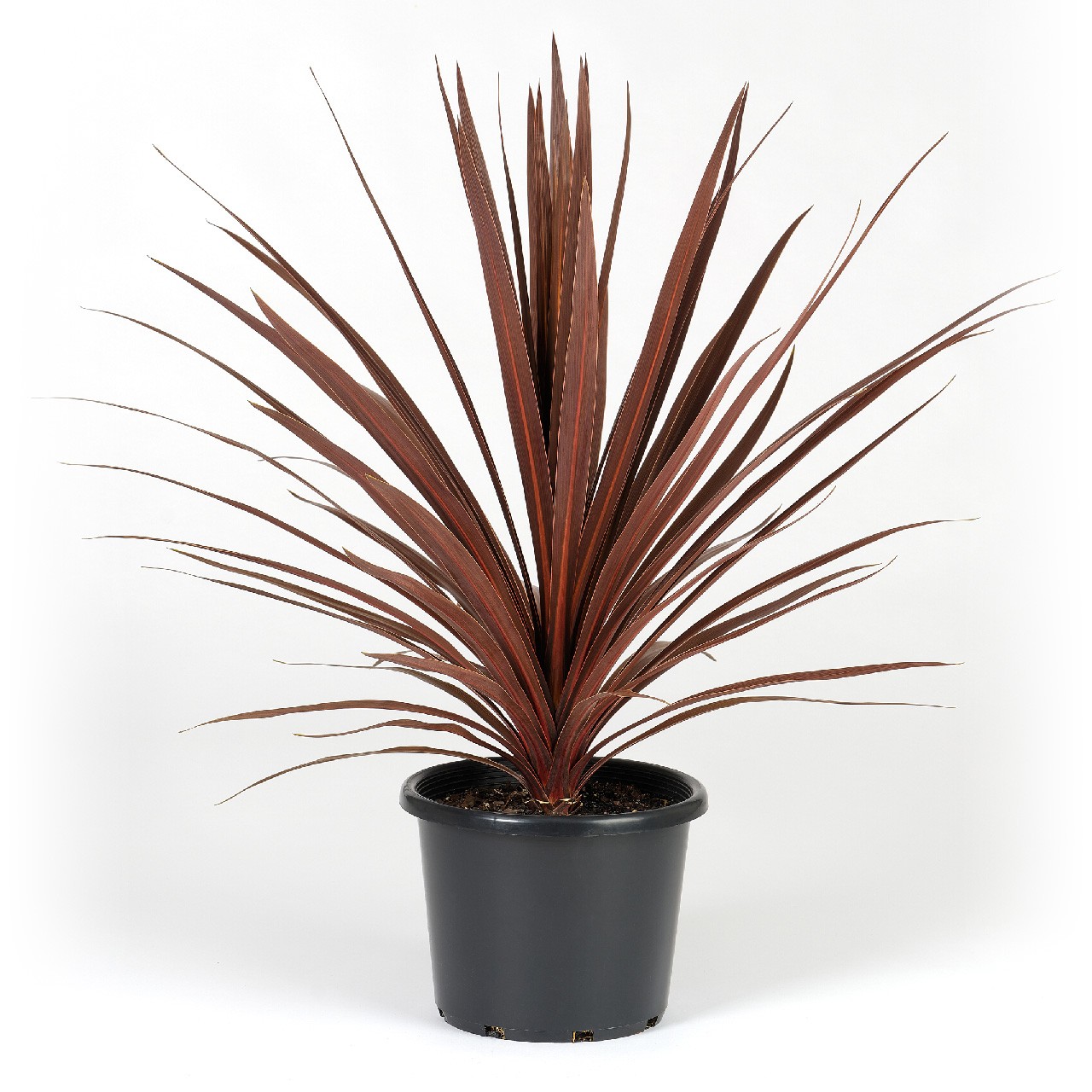 Cordyline Red Star – 70 cm