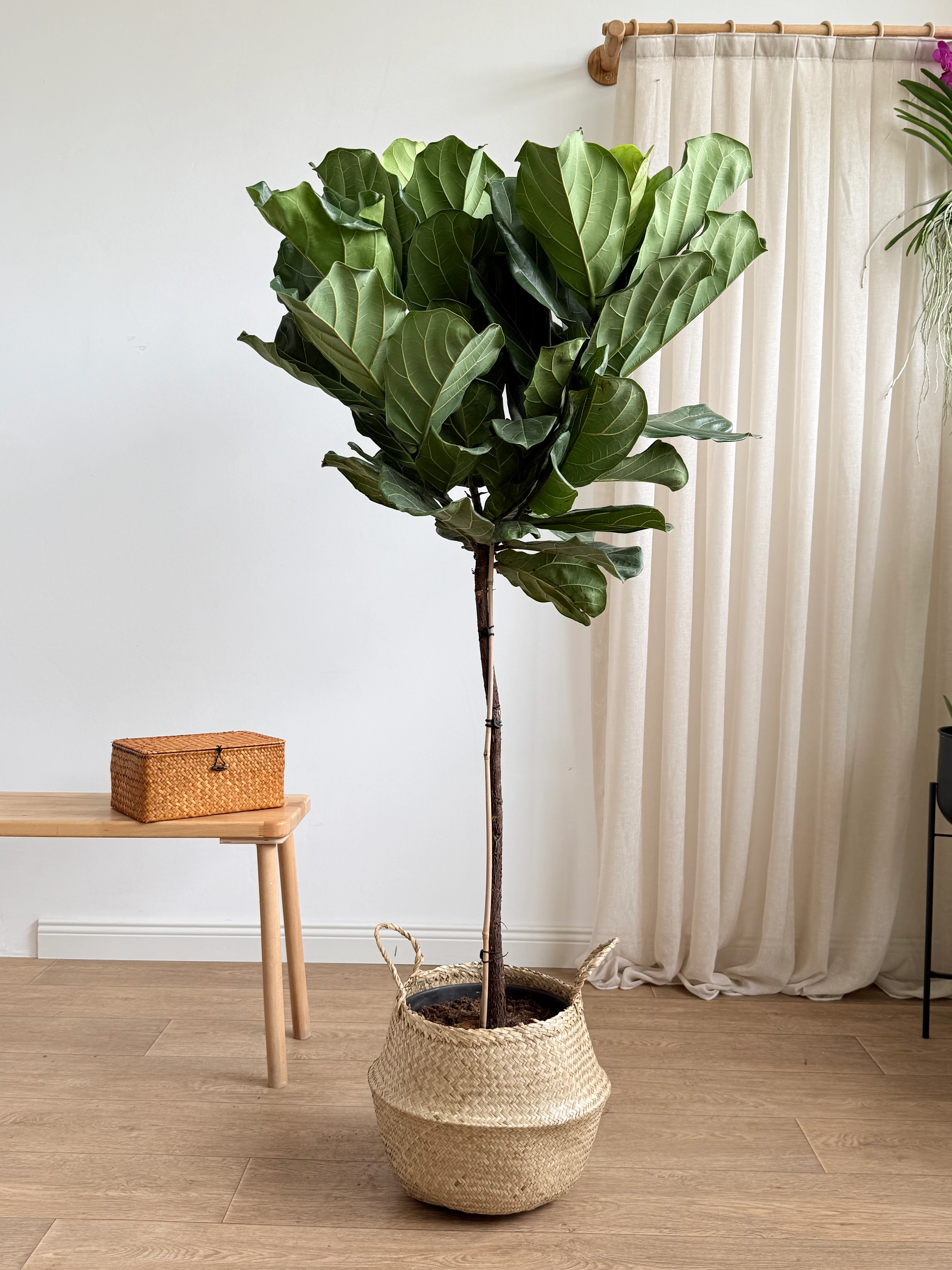 170-190 cm anaç çatallı lyrata (ficus lyrata)