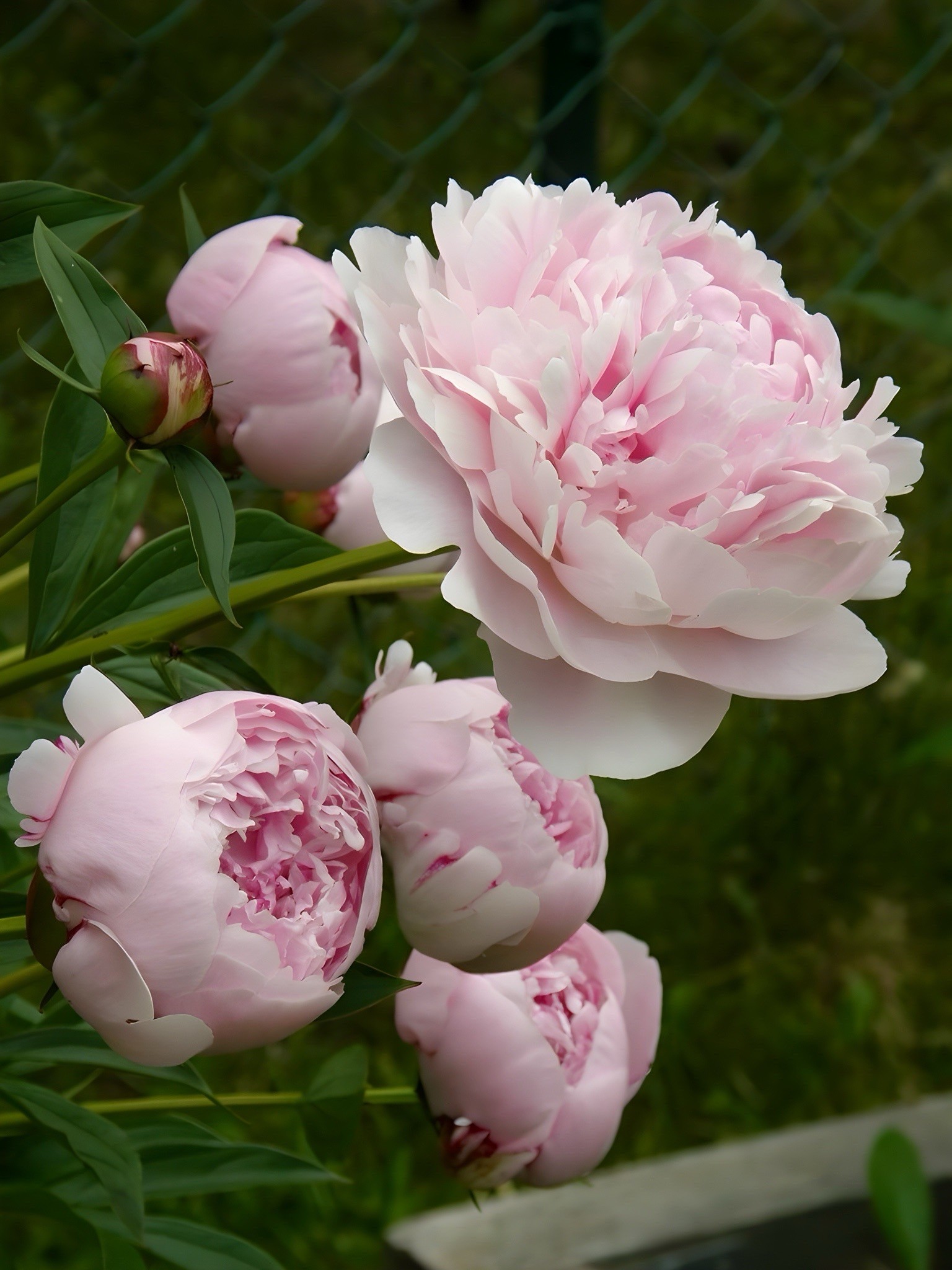 Şakayık (Peony) – 80 cm | 22 cm Saksıda
