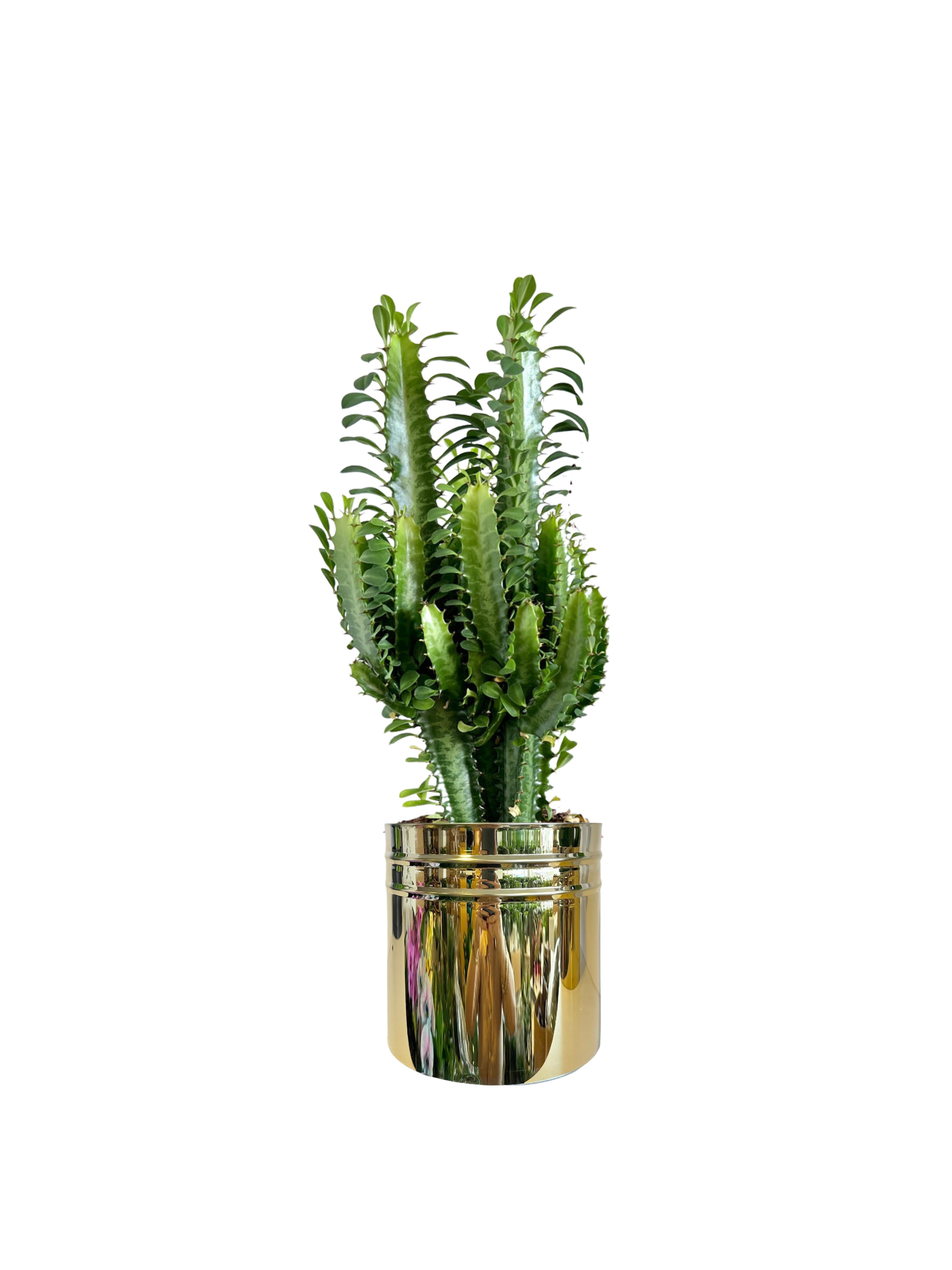 Euphorbia Trigona (Afrika Süt Ağacı 30-40 cm)