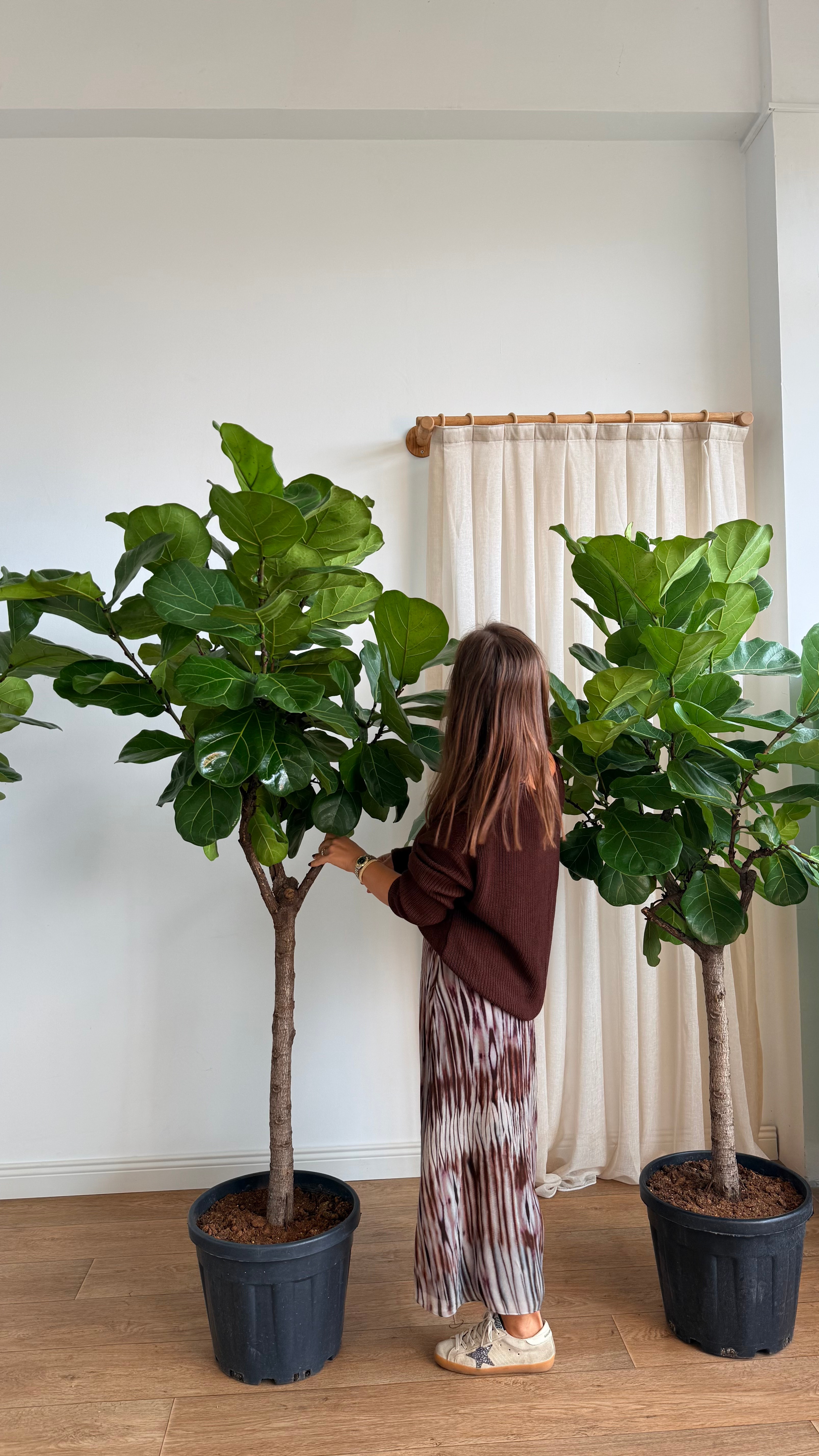 170-190 cm anaç çatallı lyrata (ficus lyrata)