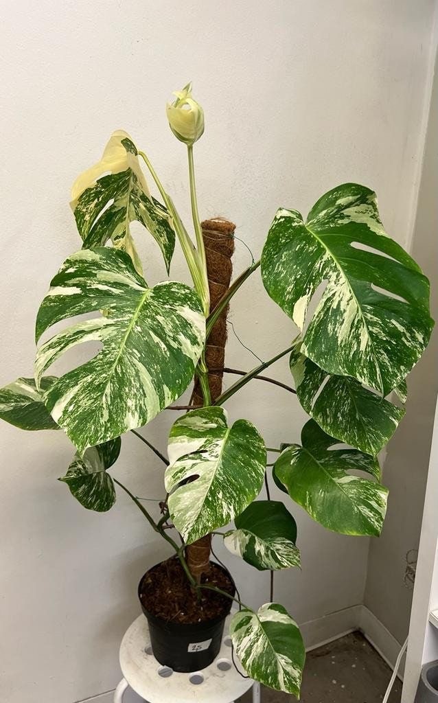 Monstera Deliciosa Variegata   (Nadir Tür)