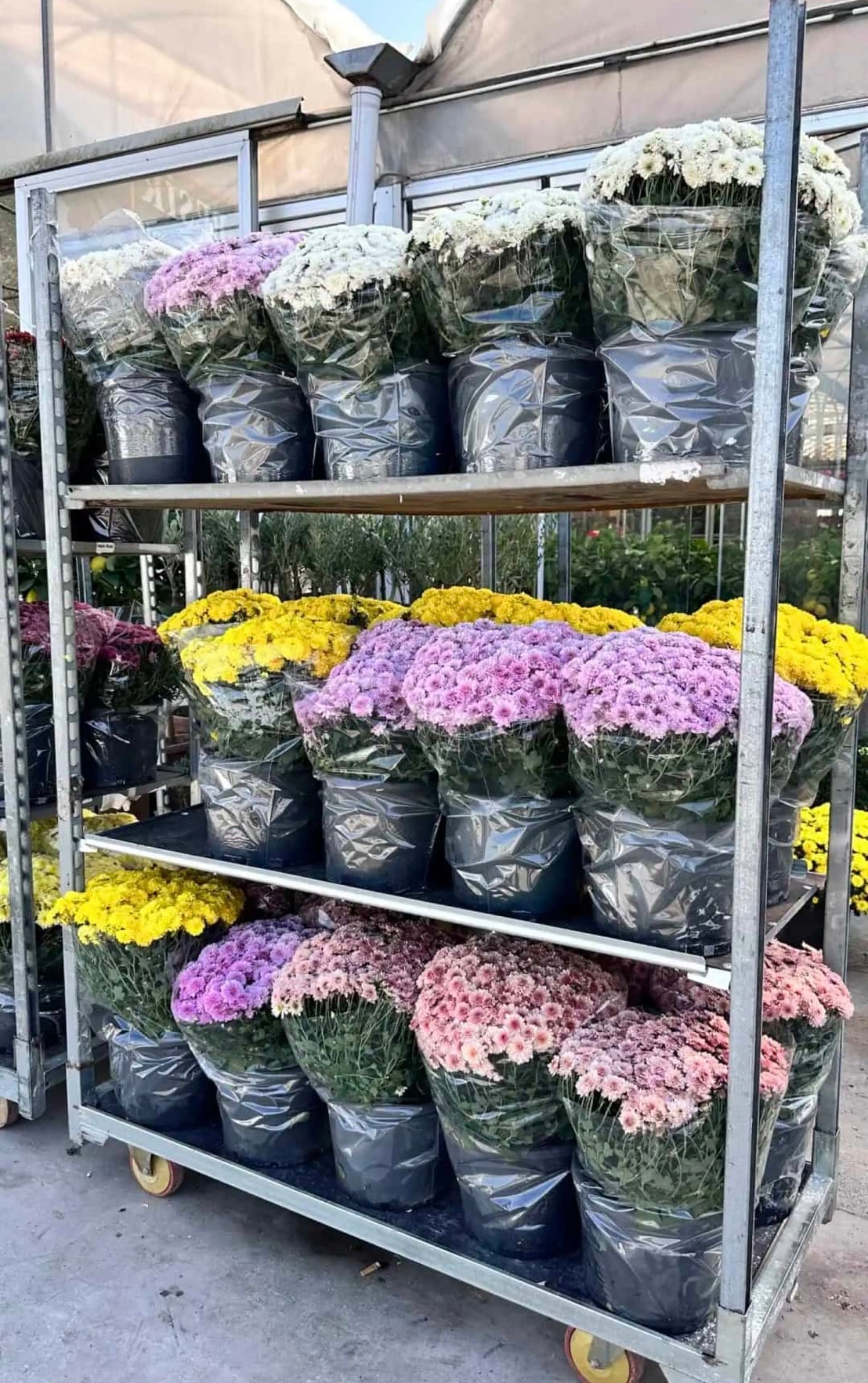 XXL Kasımpatı (Chrysanthemum morifolium)