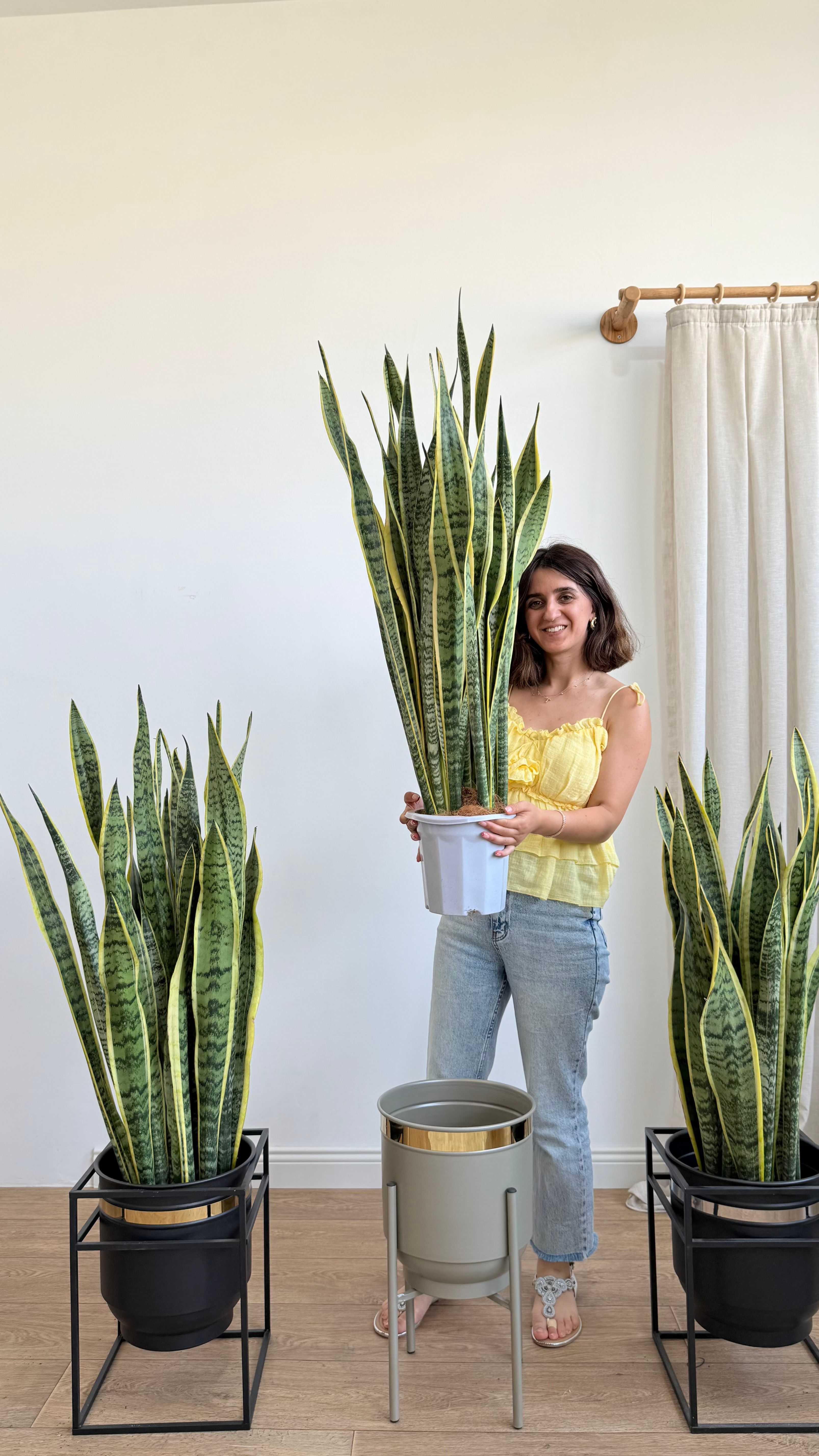 Kılıç Çiceği (Sanseveria Trifasciata -Peygamber Kılıcı-Paşa Kılıcı) Sarı-Yeşil 110-120 cm